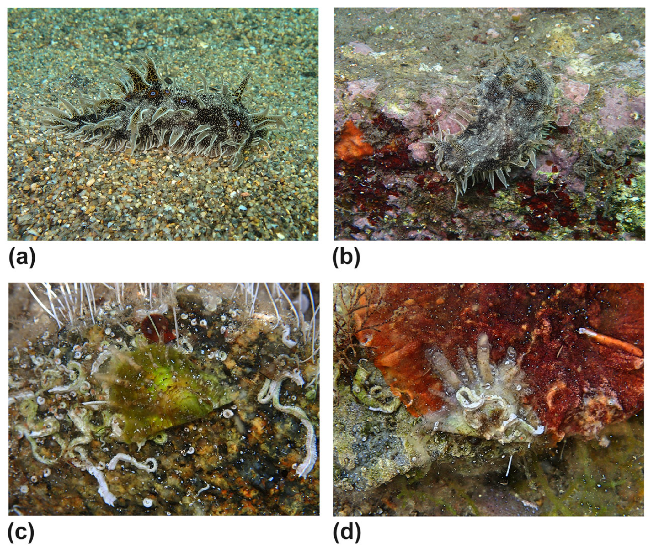 Diversity 17 00809 g011