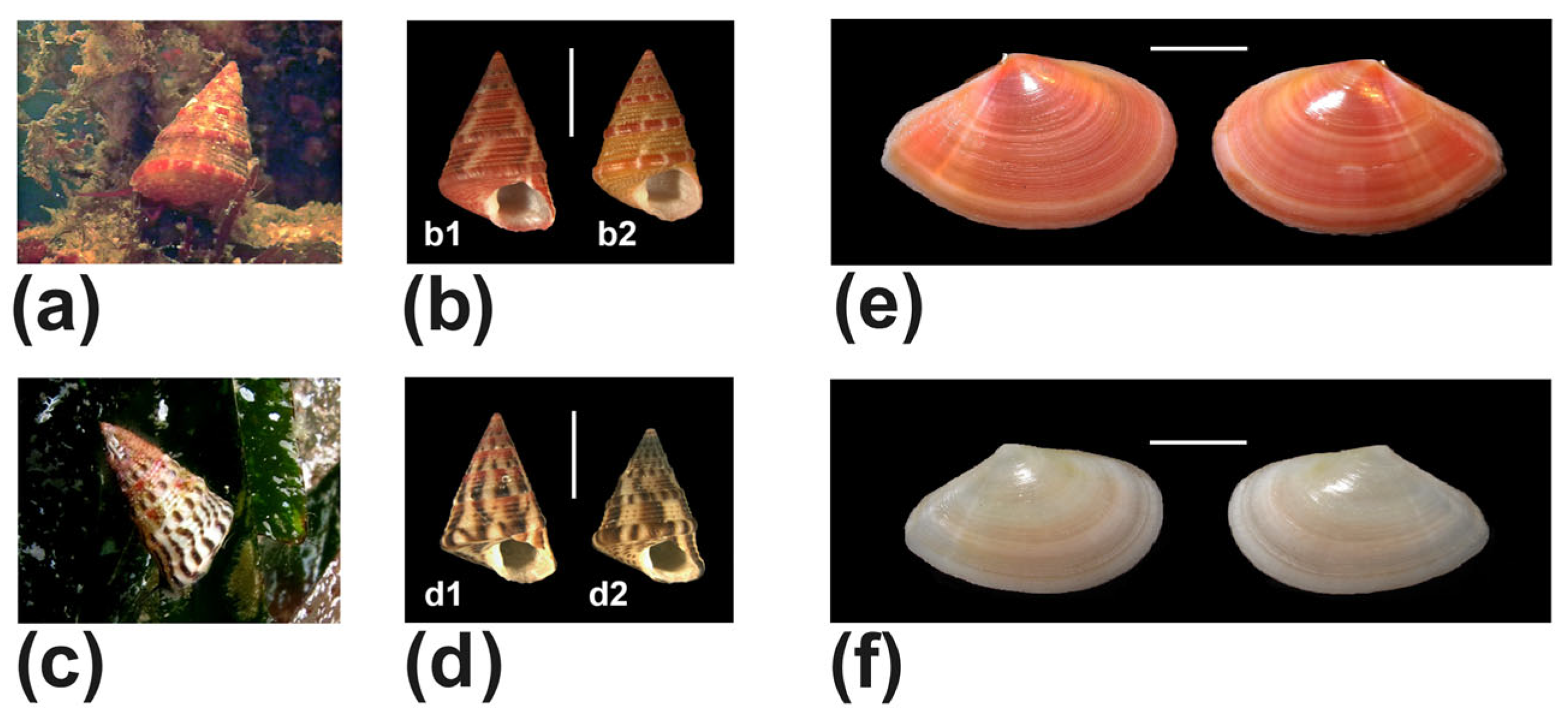 Diversity 17 00809 g012