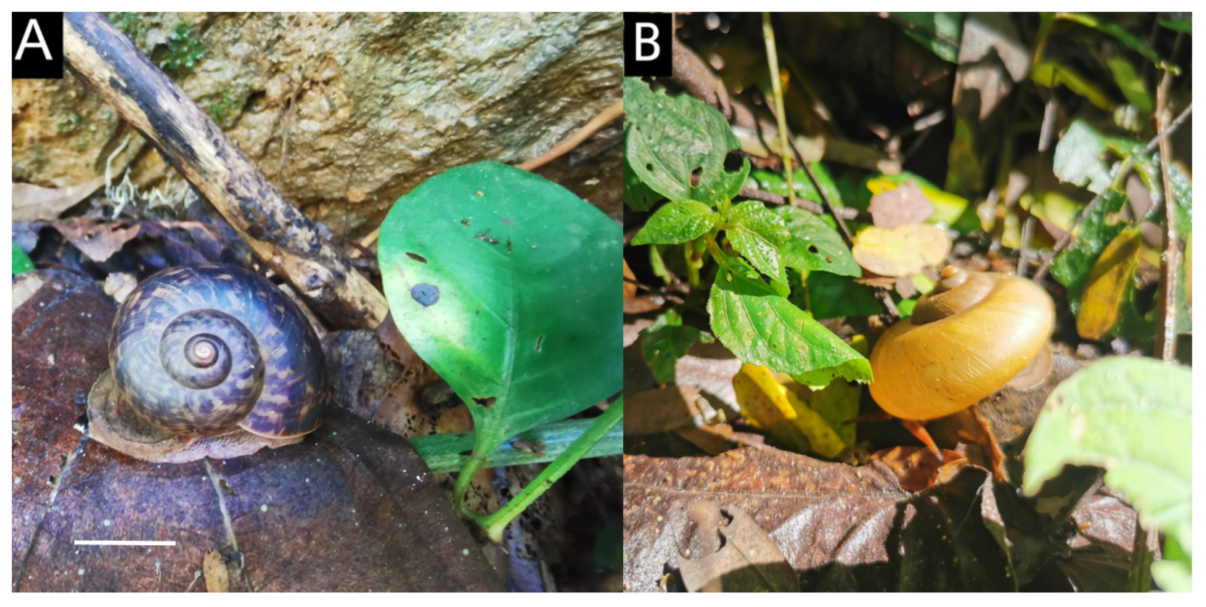 Diversity 17 00811 g001