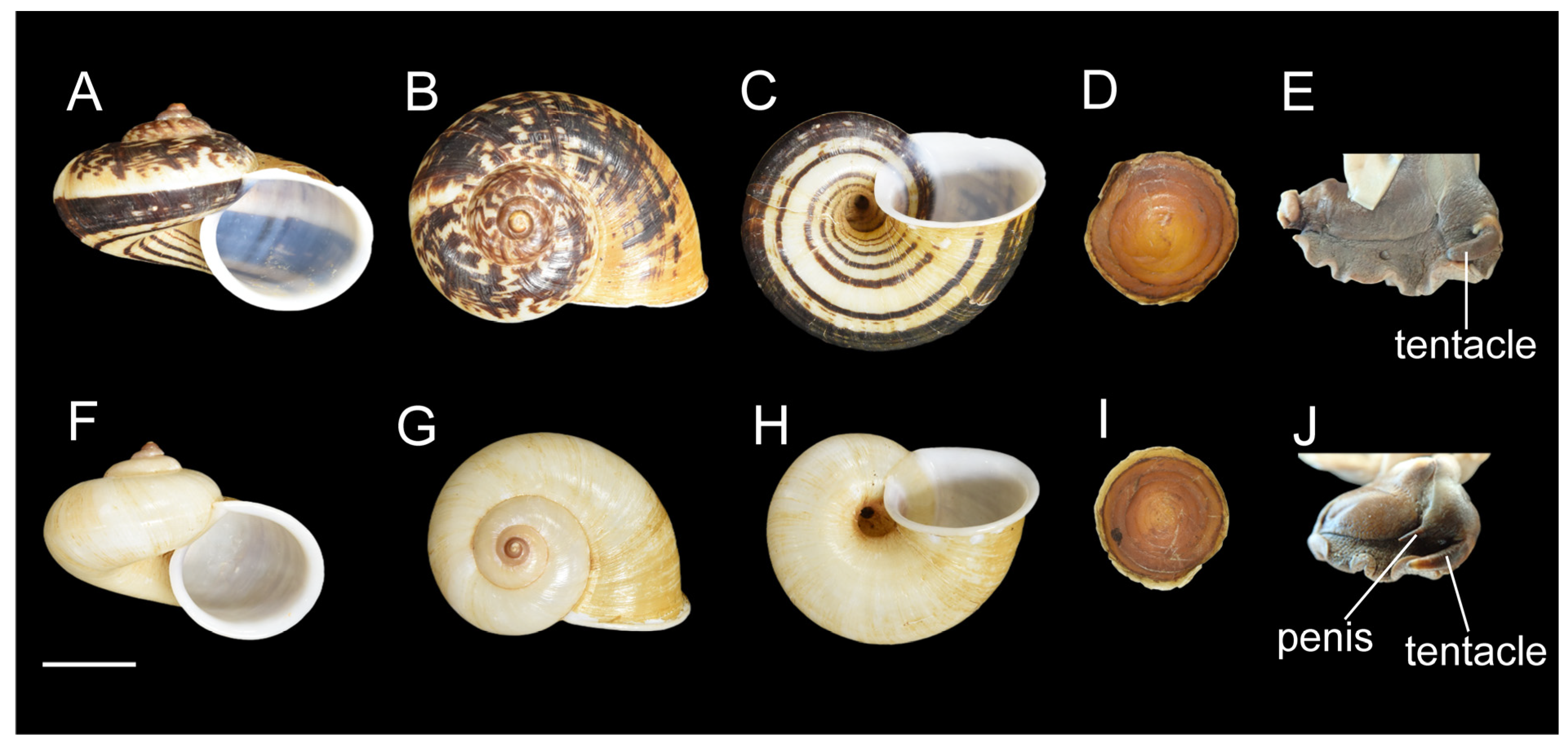 Diversity 17 00811 g002