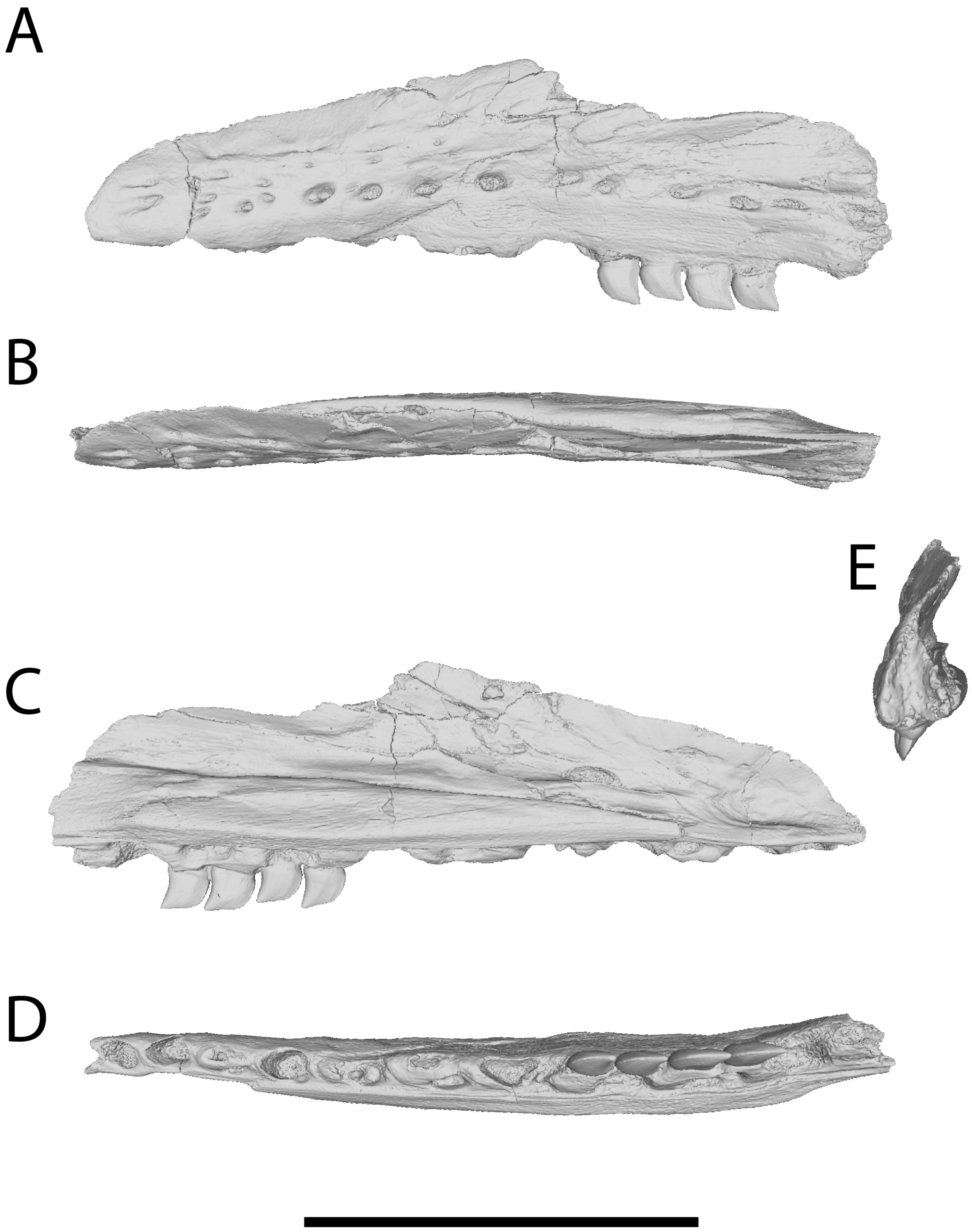 Diversity 17 00819 g001