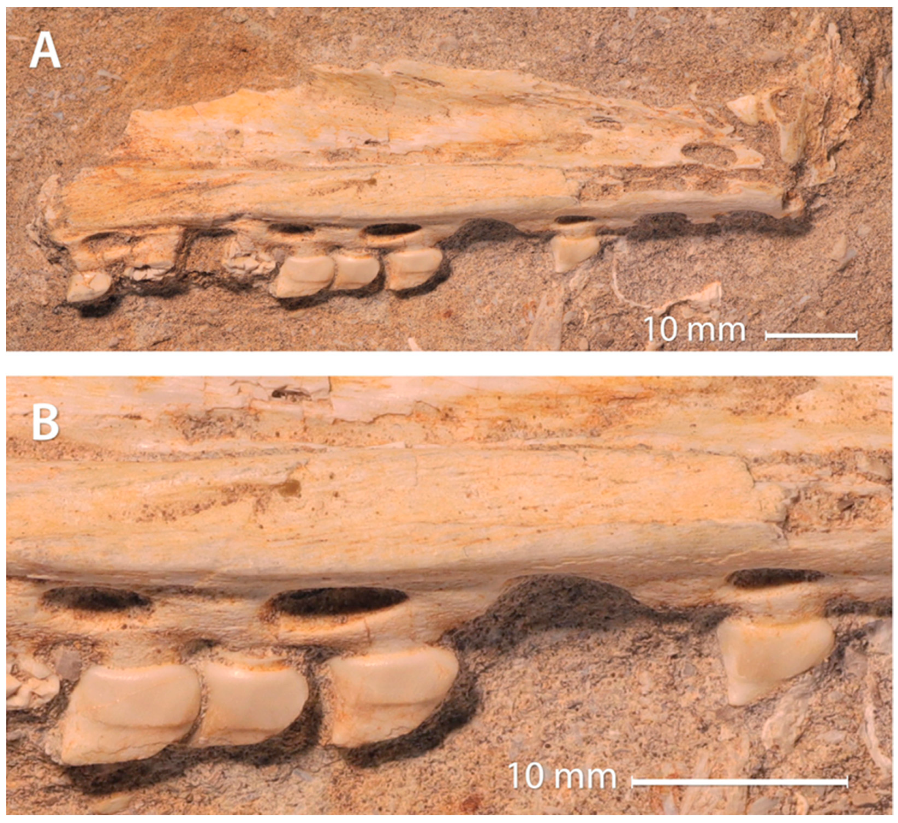 Diversity 17 00819 g003