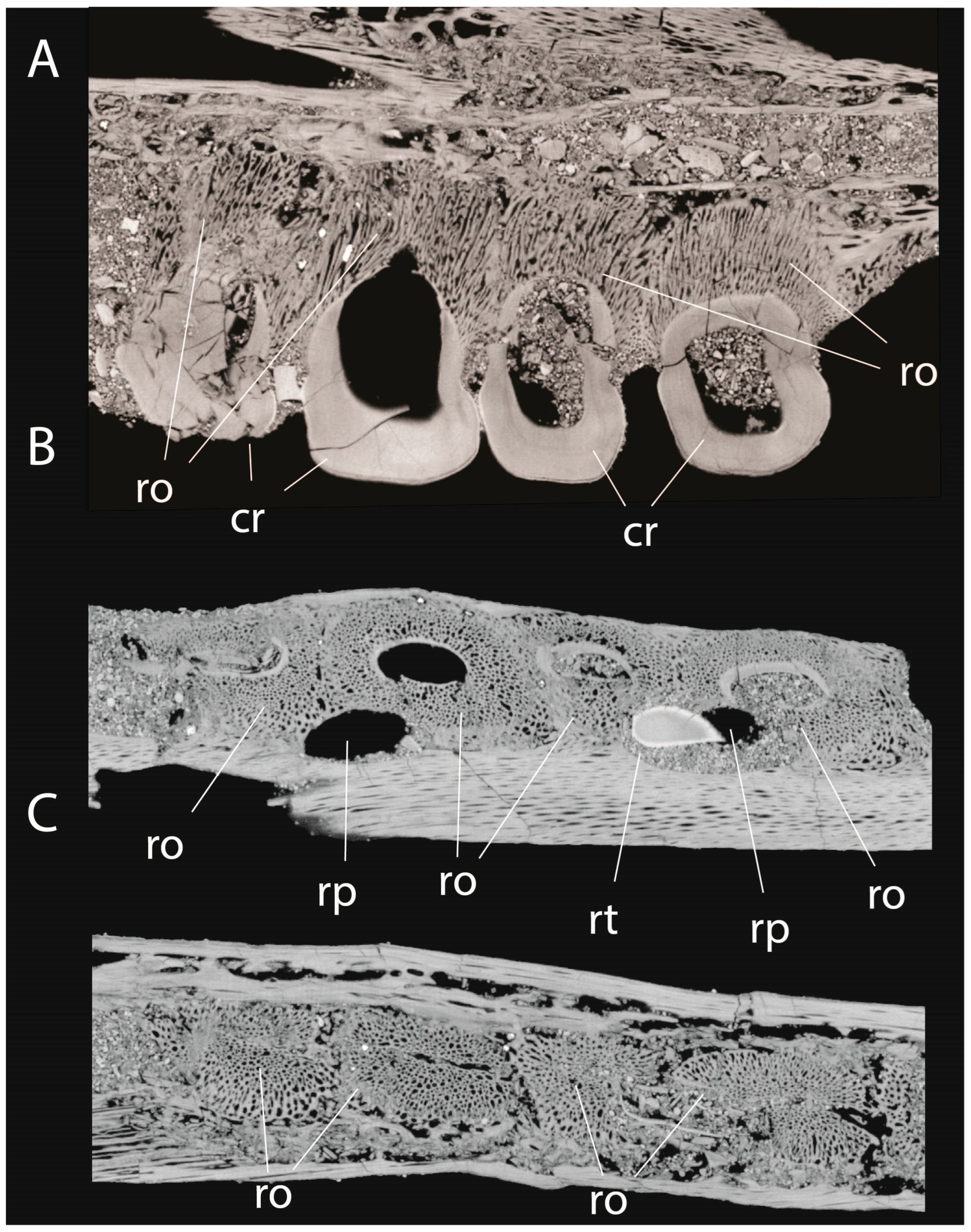 Diversity 17 00819 g005
