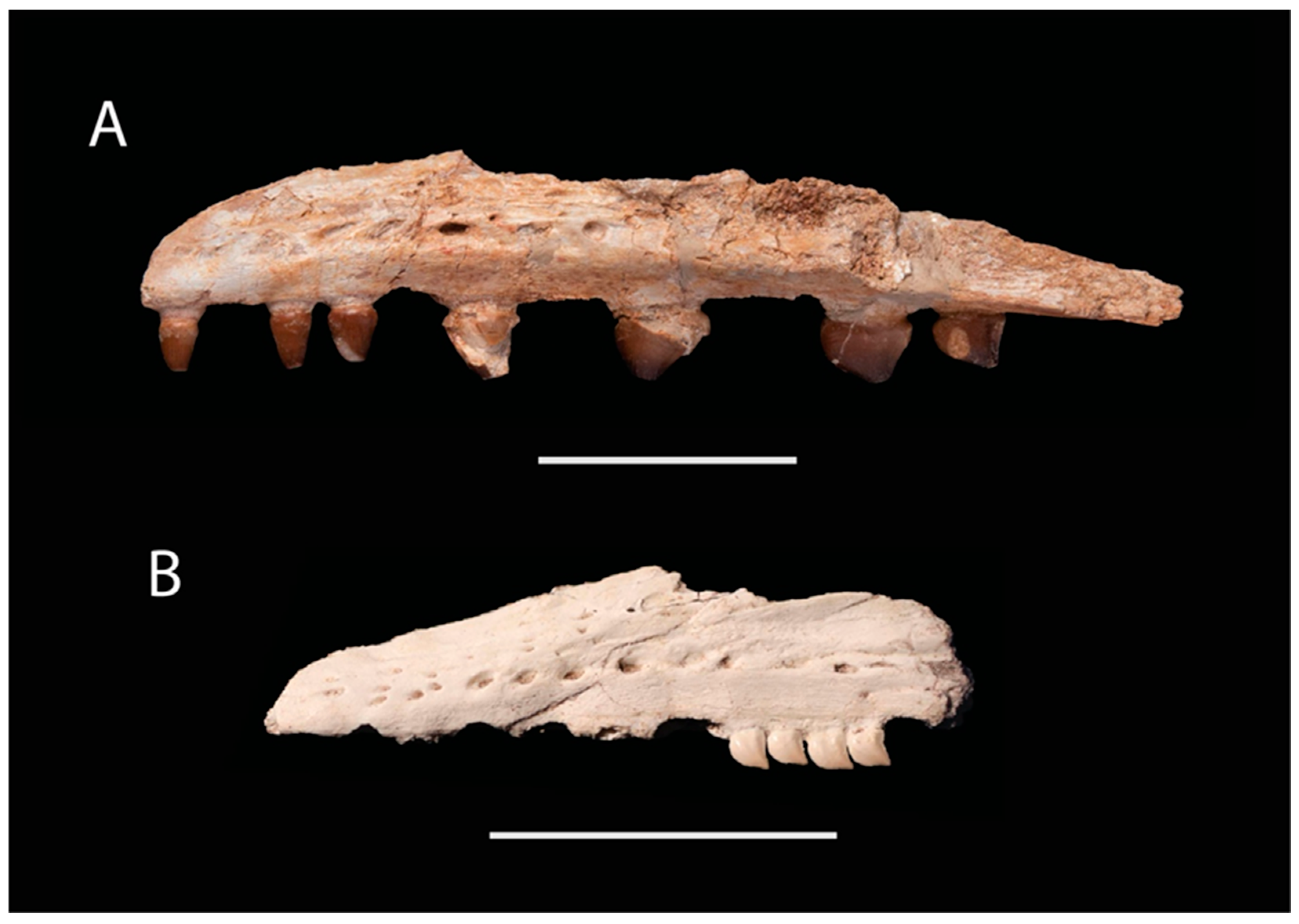 Diversity 17 00819 g008