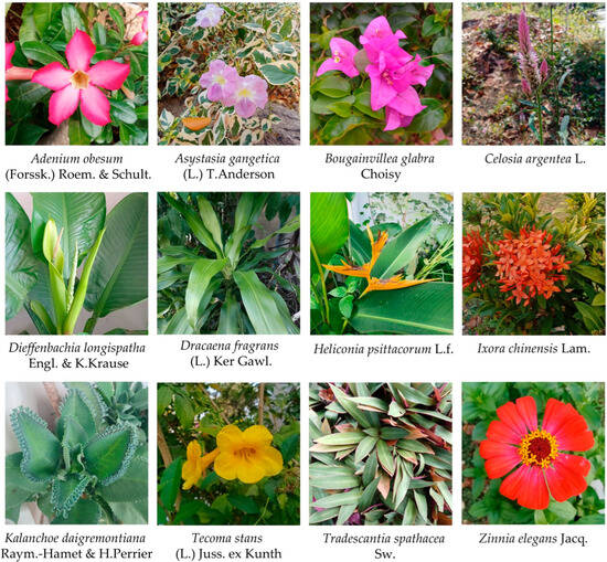 Ornamental Plant Diversity and Traditional Uses in Home Gardens of Kham  Toei Sub-District, Thai Charoen District, Yasothon Province, Northeastern  Thailand