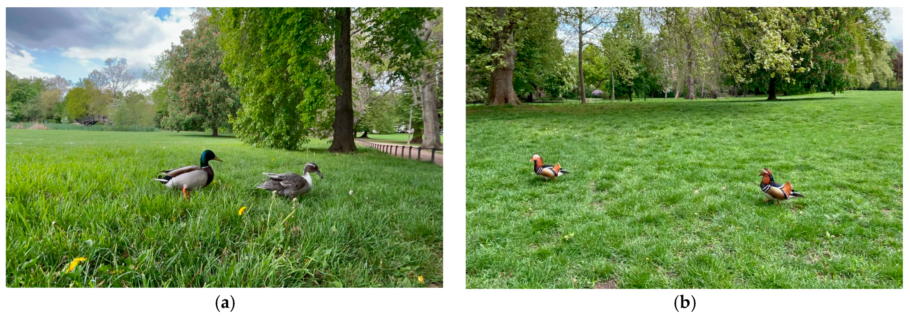 Diversity 17 00830 g006a