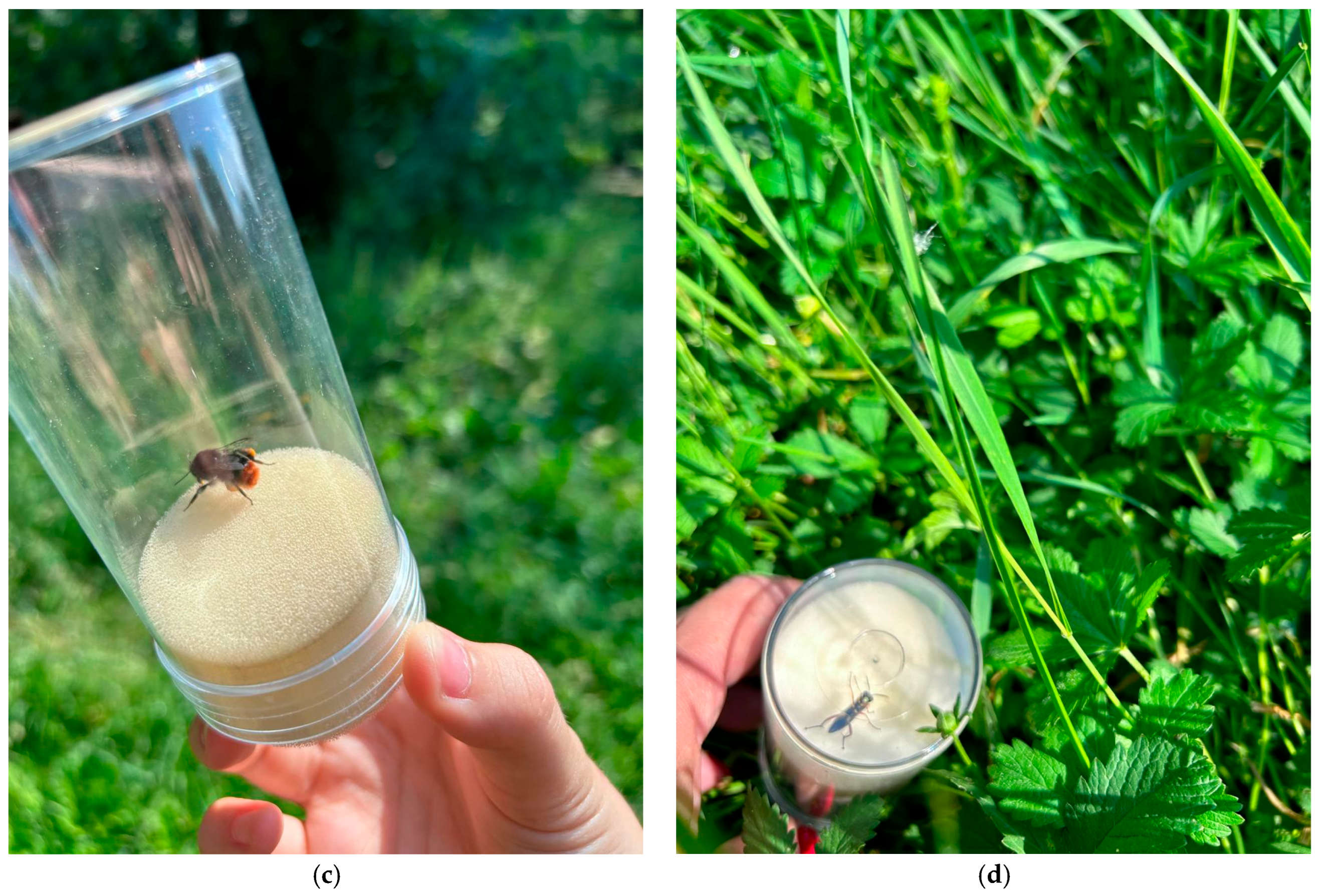 Diversity 17 00830 g006b