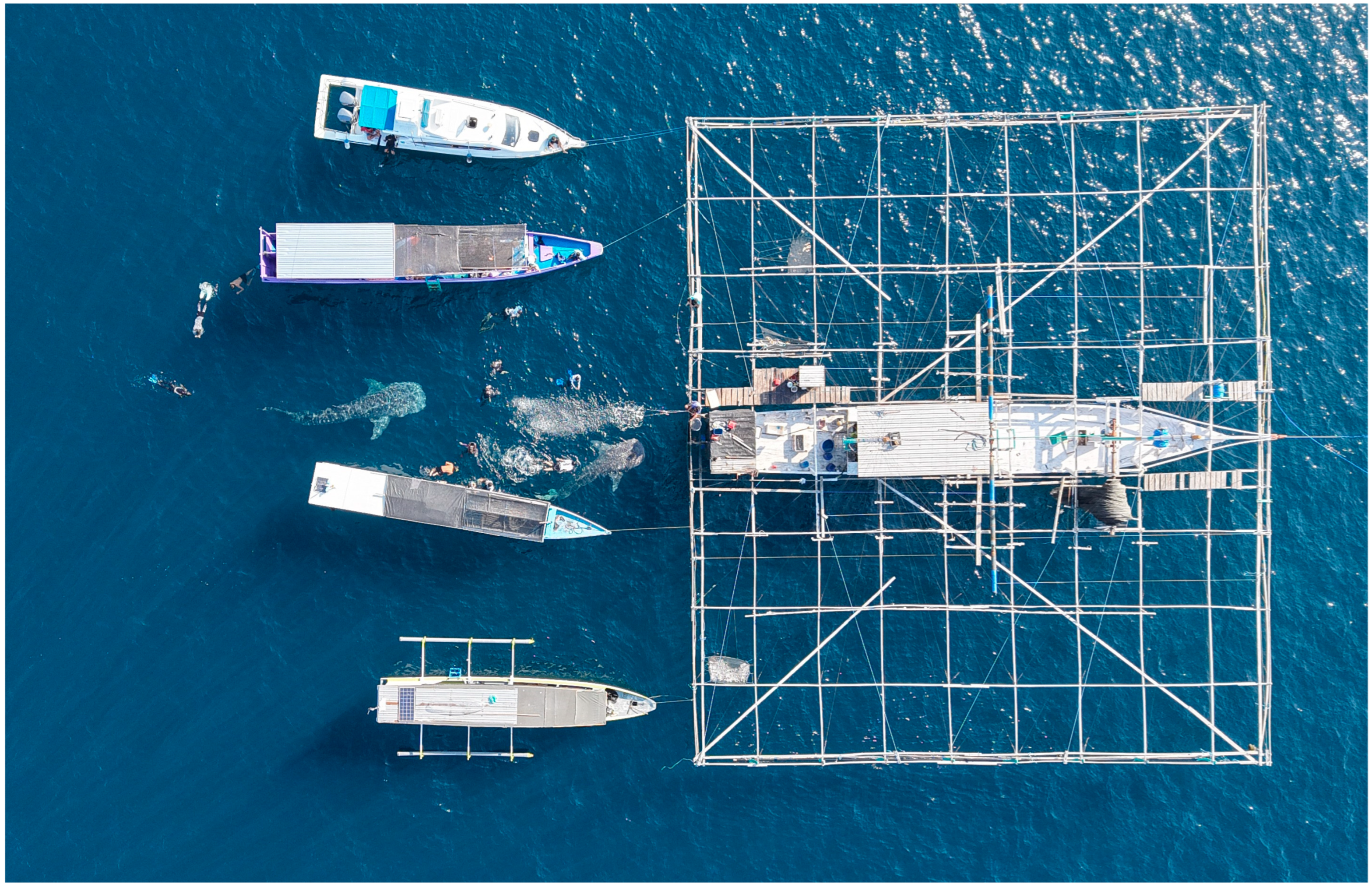 Diversity 17 00839 g001