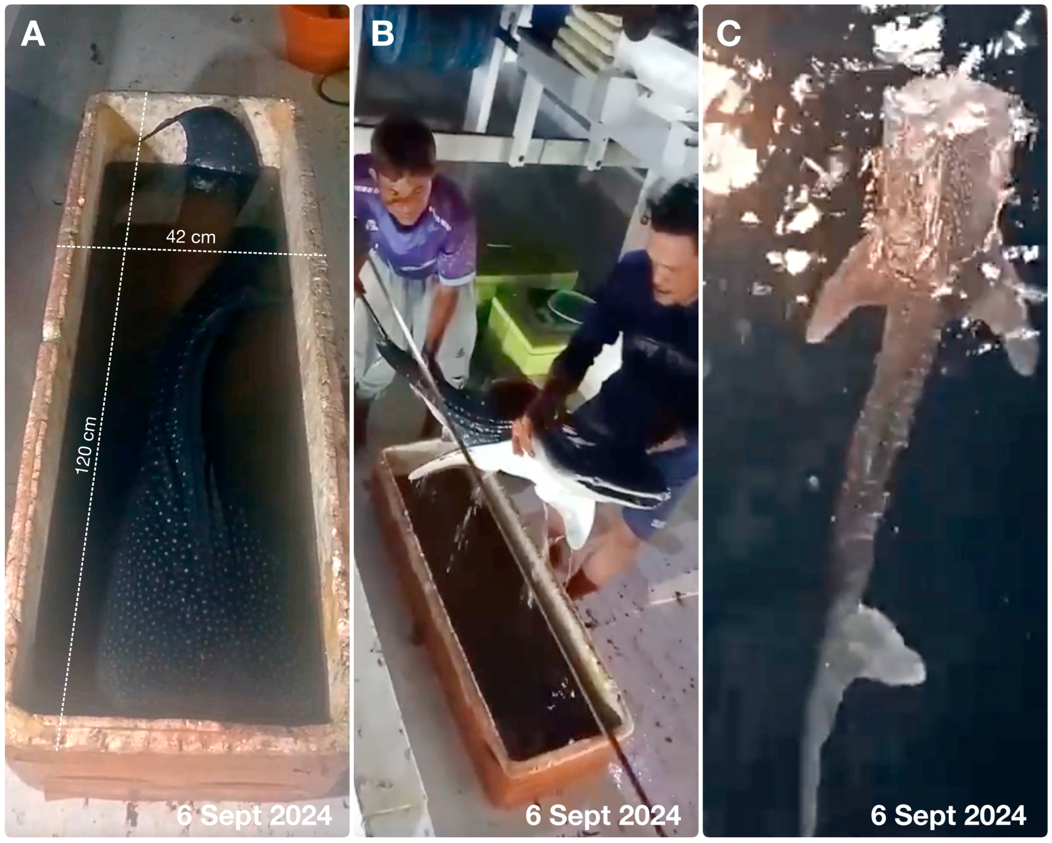 Diversity 17 00839 g003