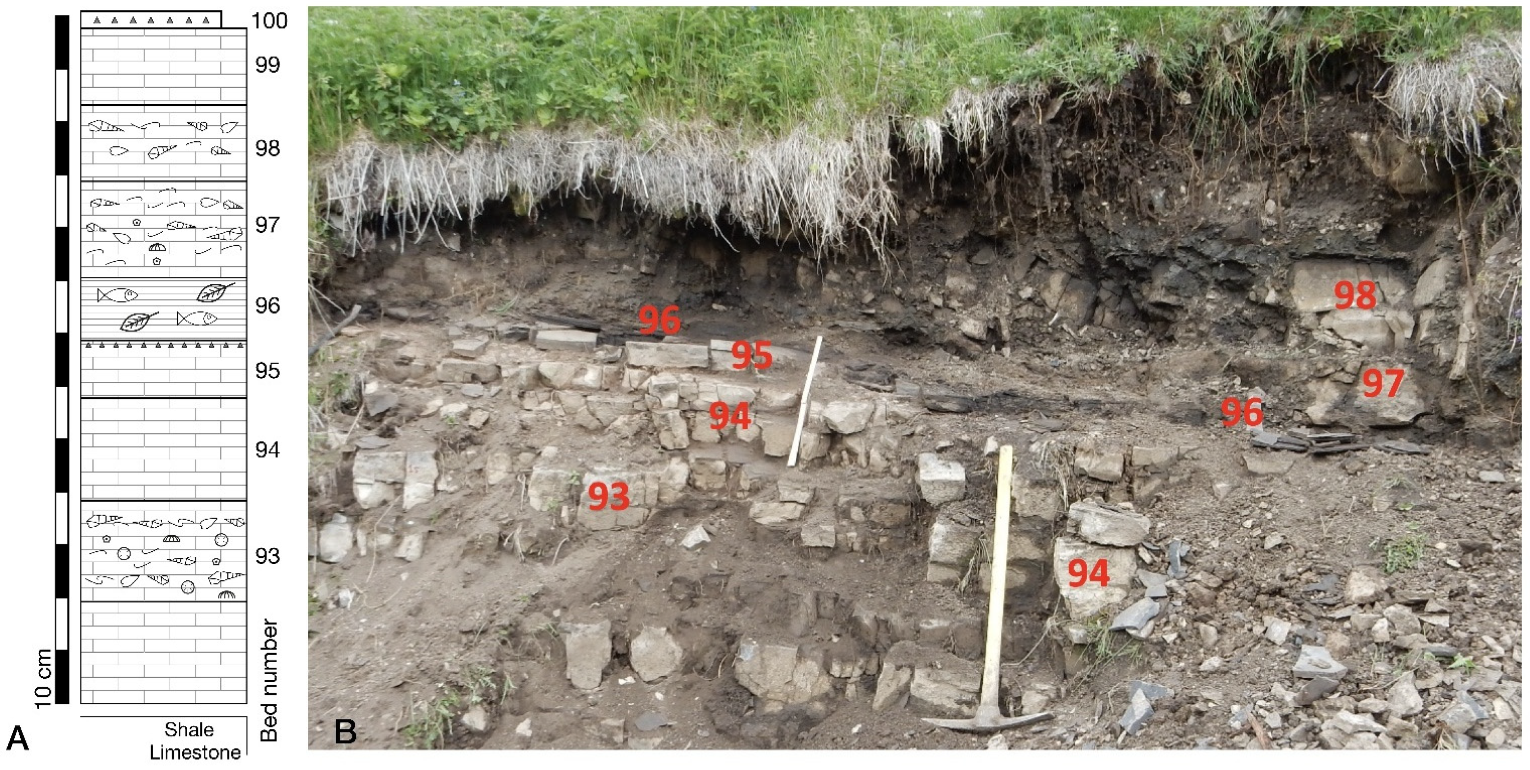 Diversity 17 00847 g002