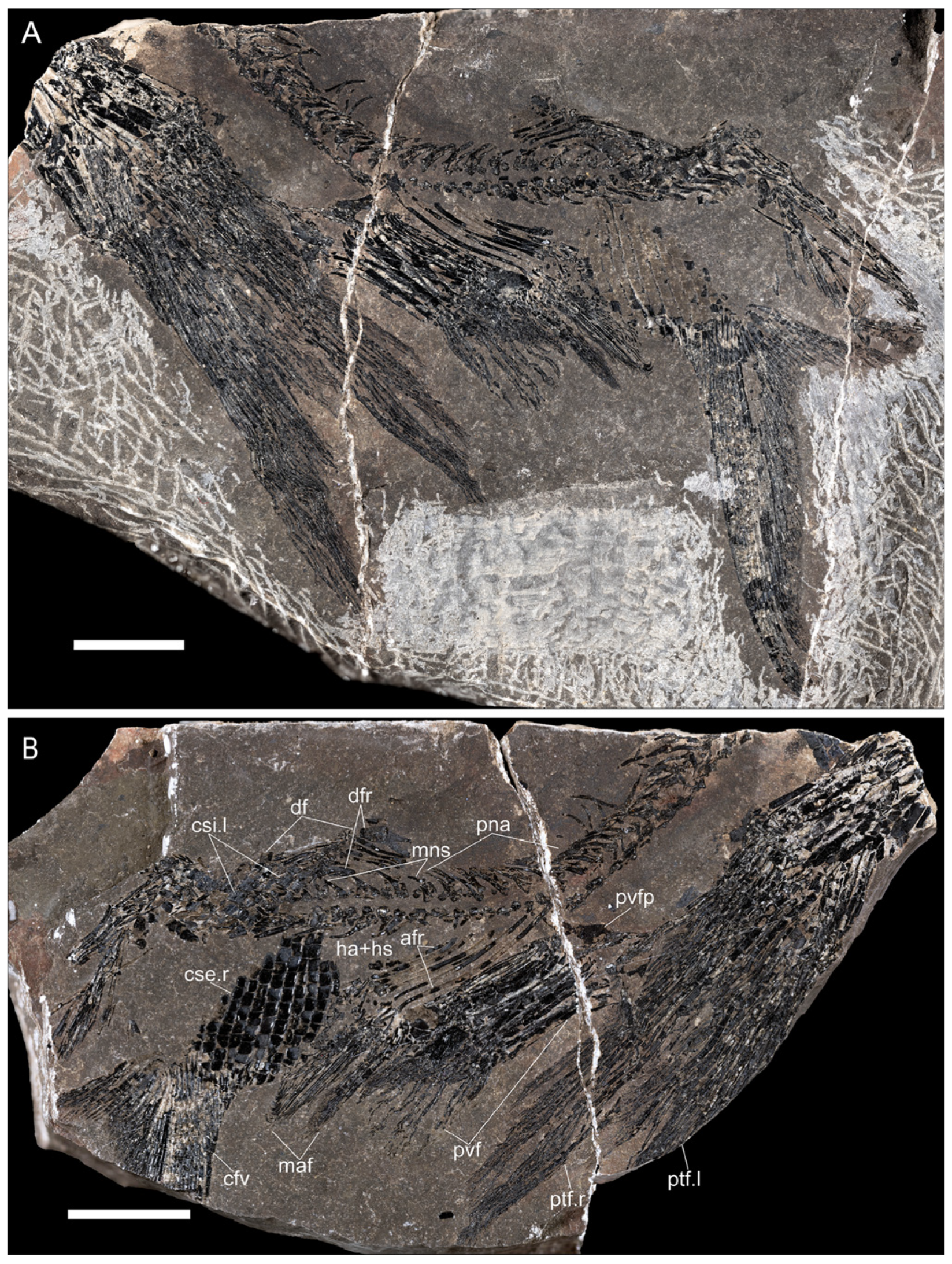 Diversity 17 00847 g003