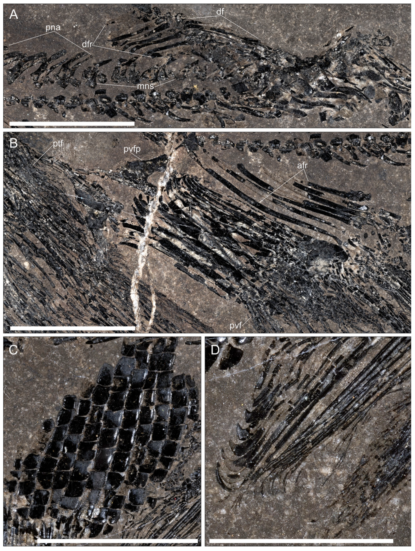 Diversity 17 00847 g004