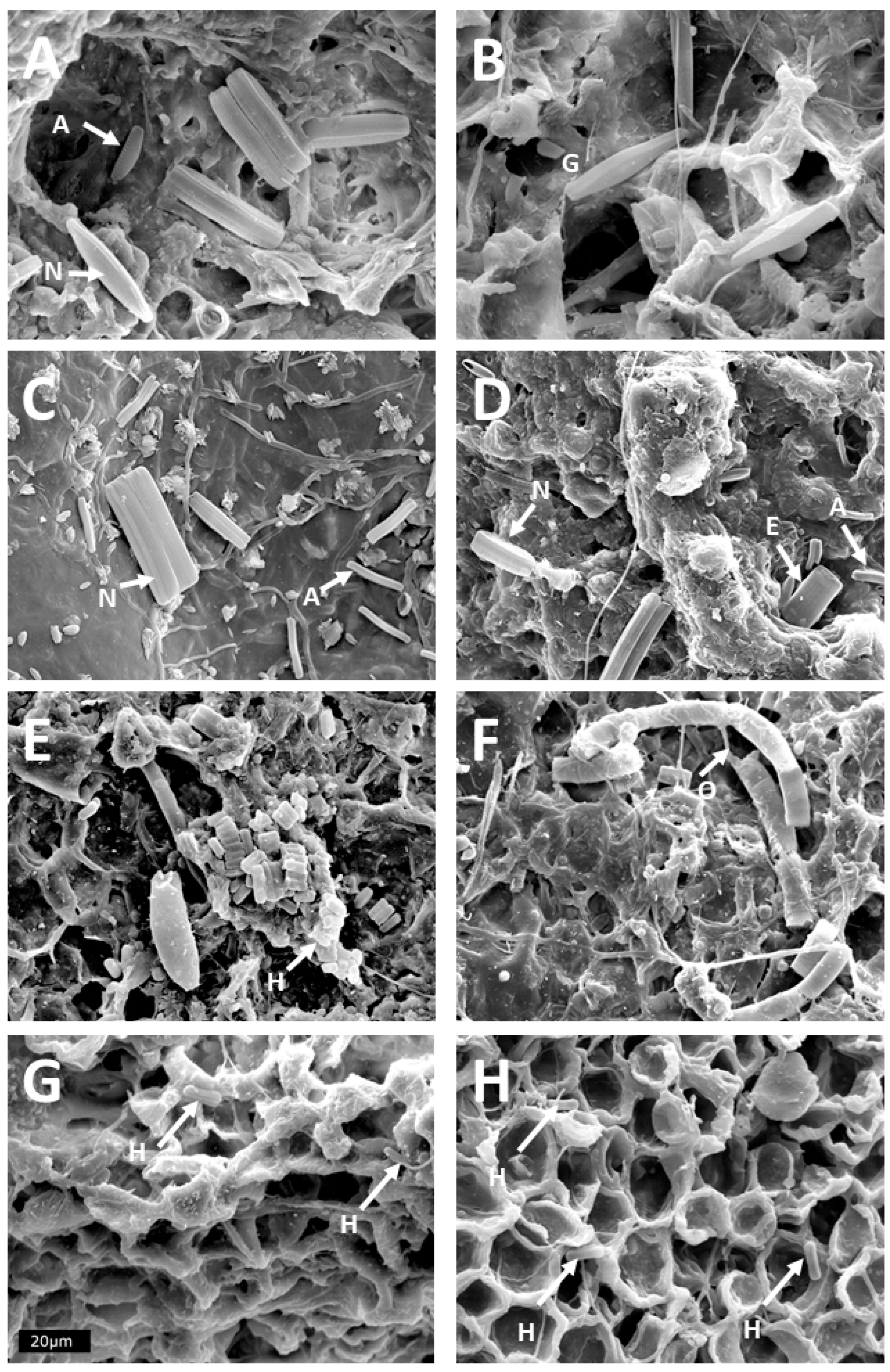 Diversity 17 00849 g001