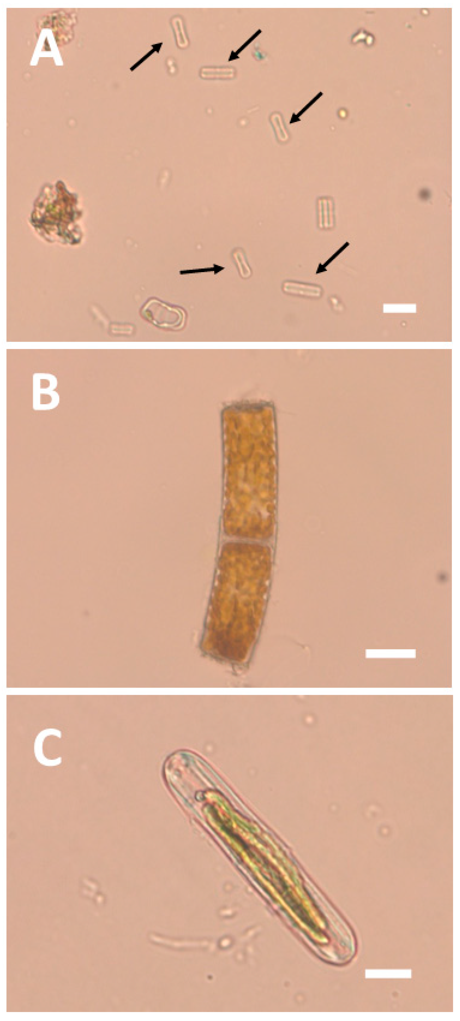 Diversity 17 00849 g002