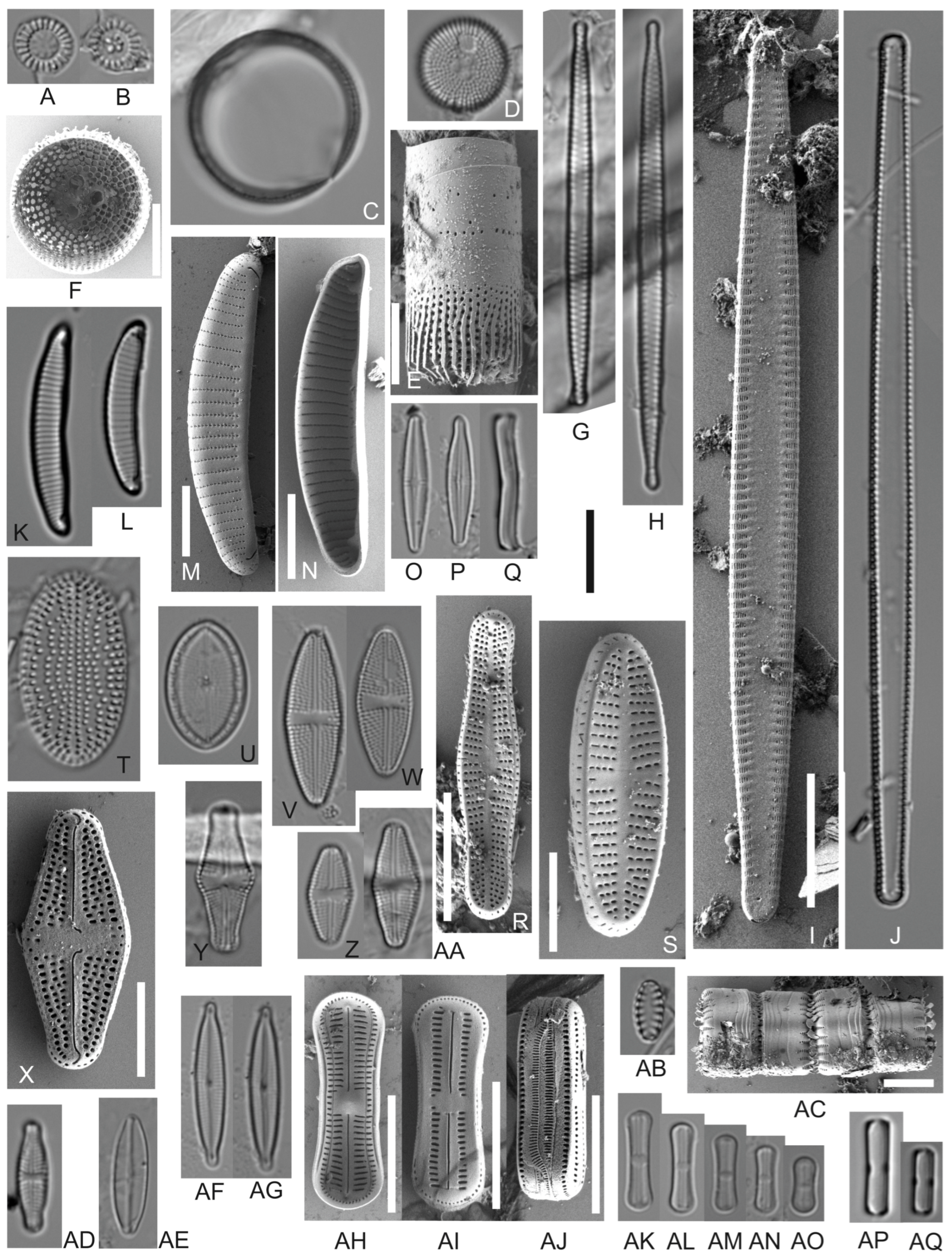 Diversity 17 00849 g003