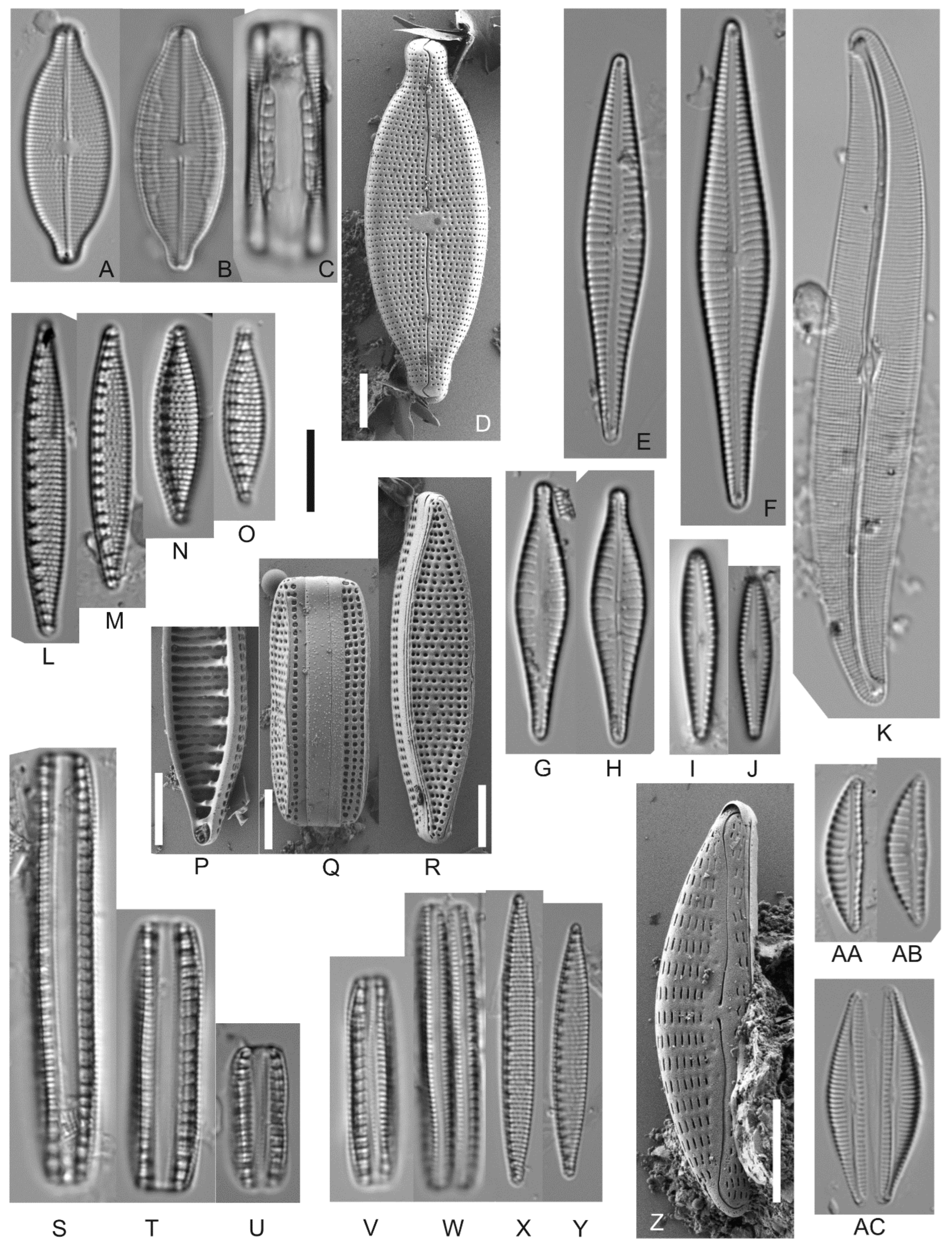 Diversity 17 00849 g004