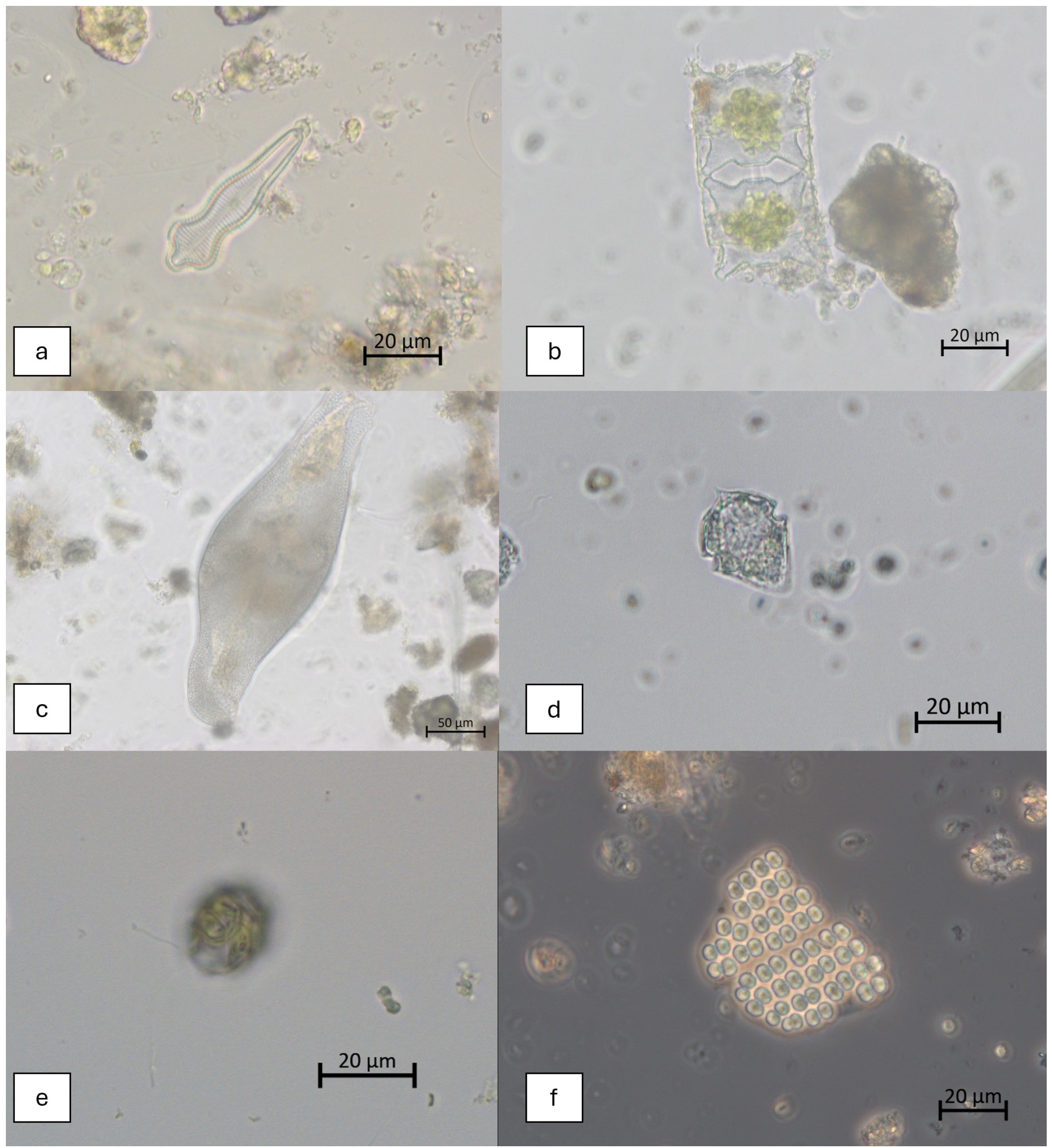 Diversity 18 00021 g006 Diversity 18 00021 g006