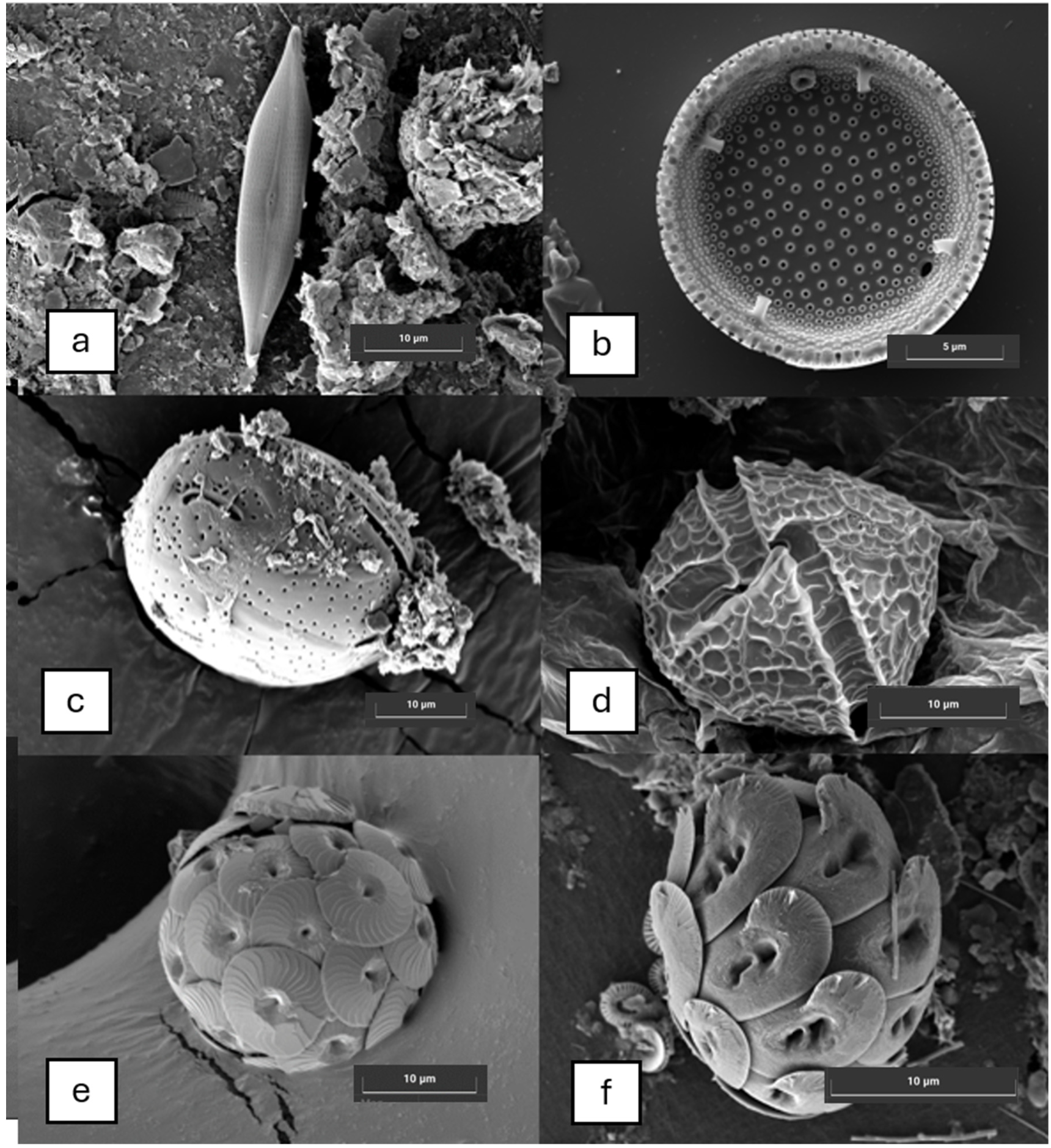 Diversity 18 00021 g007 Diversity 18 00021 g007
