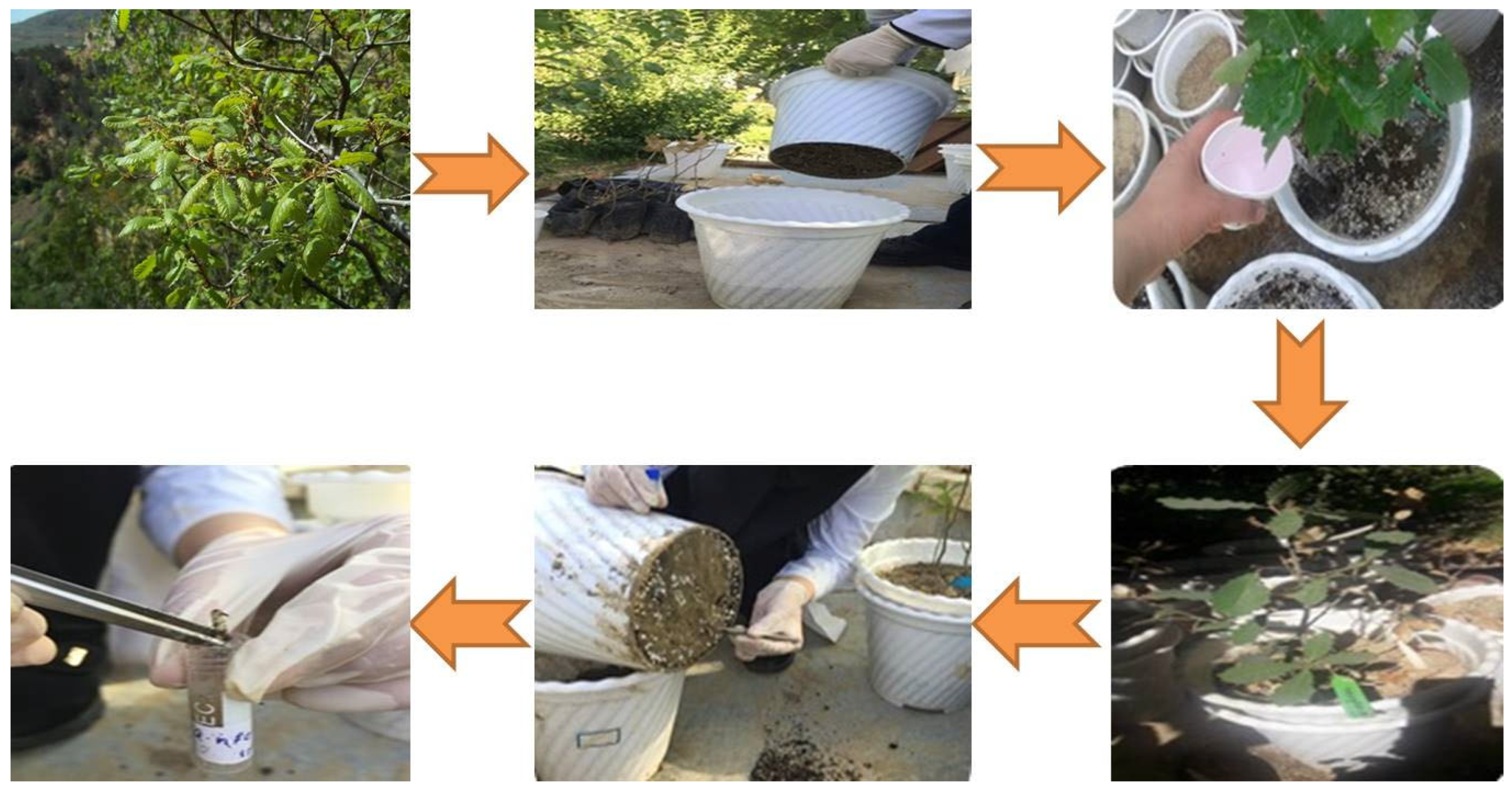 Diversity 18 00059 g001