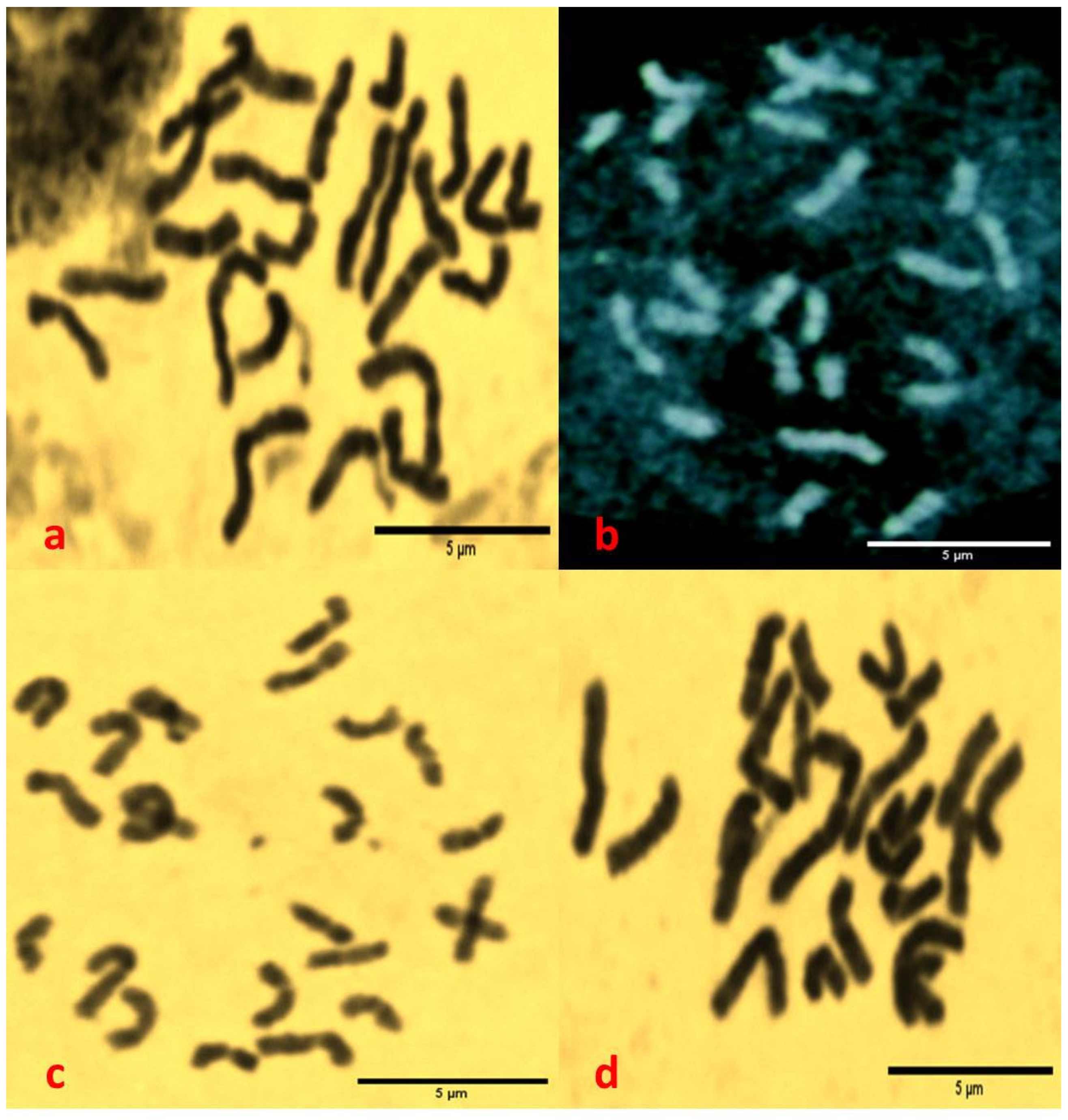 Diversity 18 00059 g003