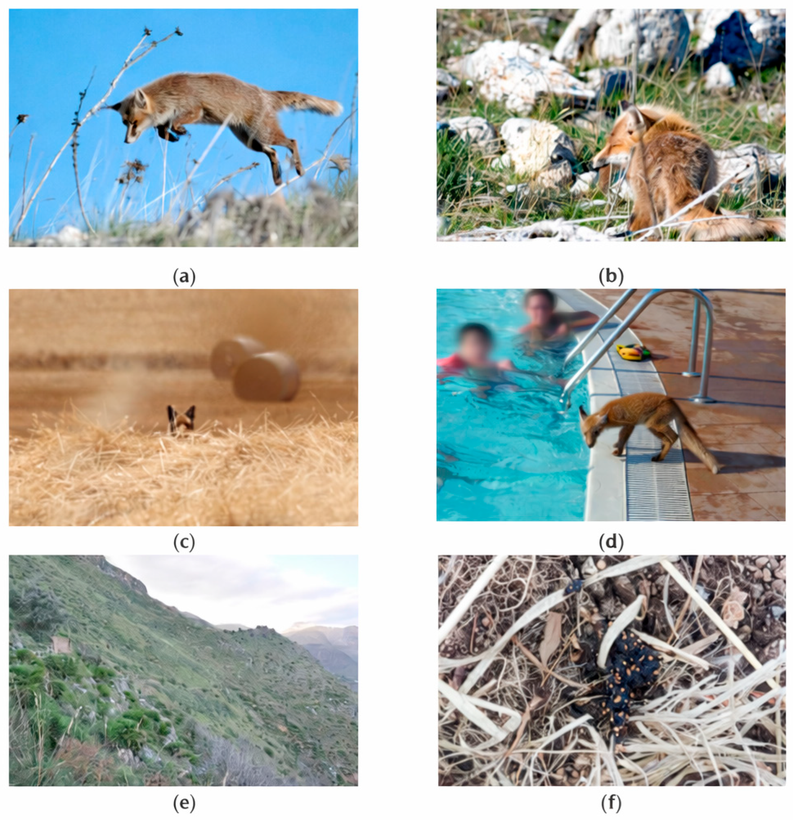 Diversity 18 00062 g003