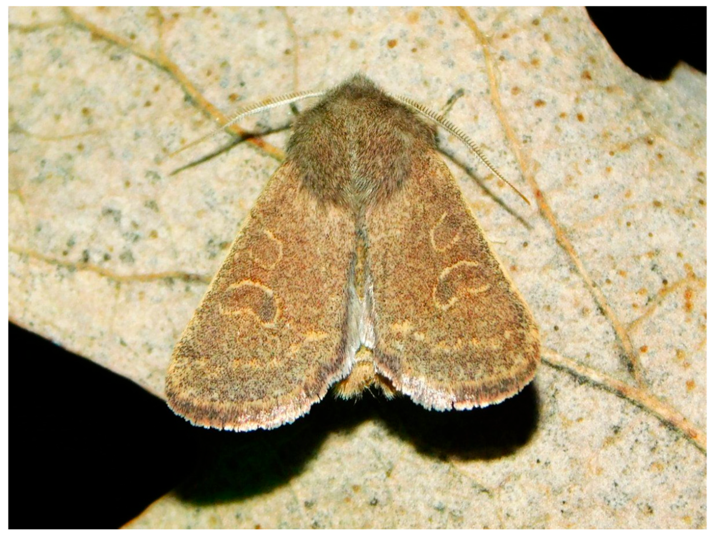 Diversity 18 00072 g001