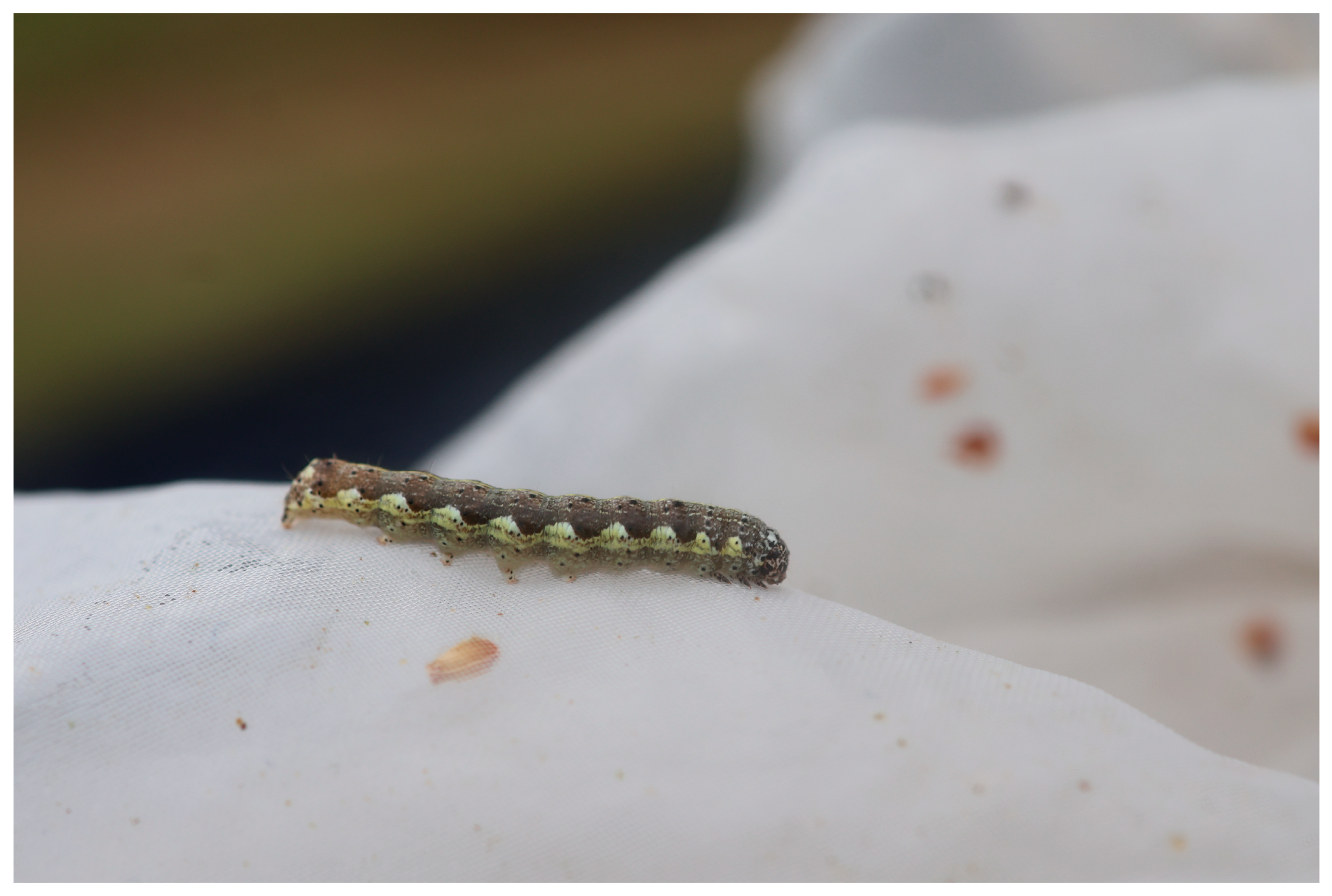 Diversity 18 00072 g002