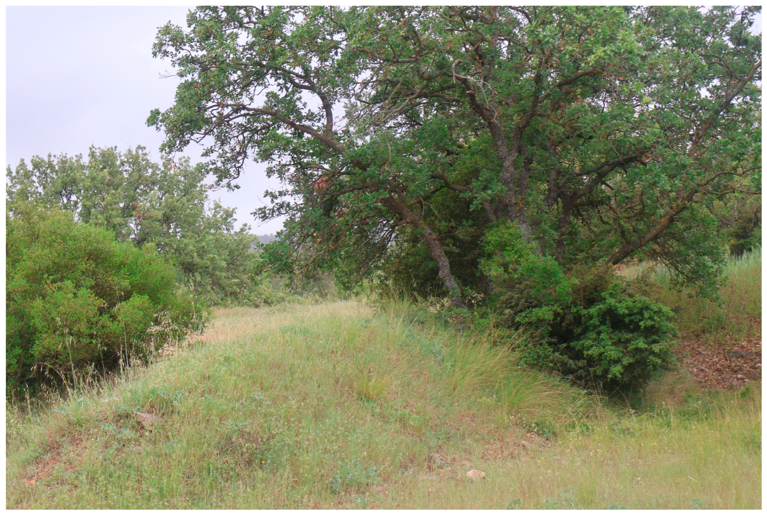 Diversity 18 00072 g004