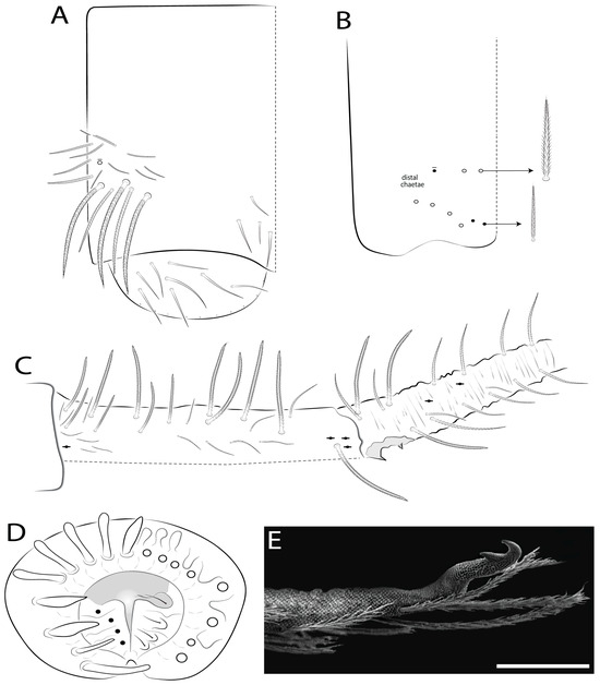 Phylogenomic Insights of Mesentotoma Salmon, 1942 (Collembola