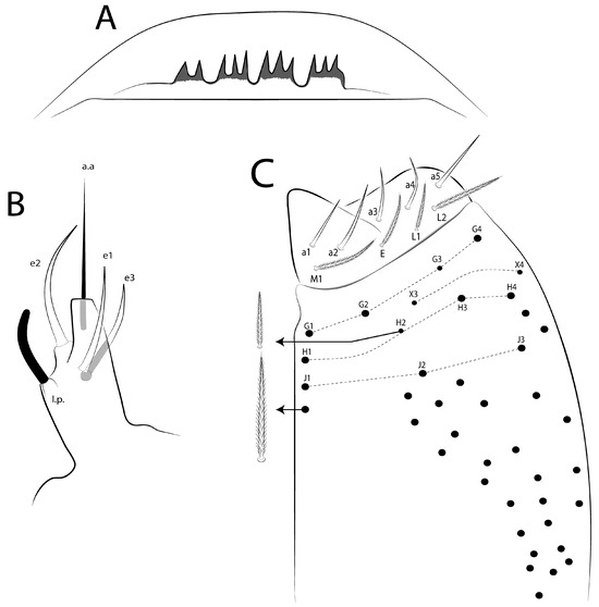 Phylogenomic Insights of Mesentotoma Salmon, 1942 (Collembola