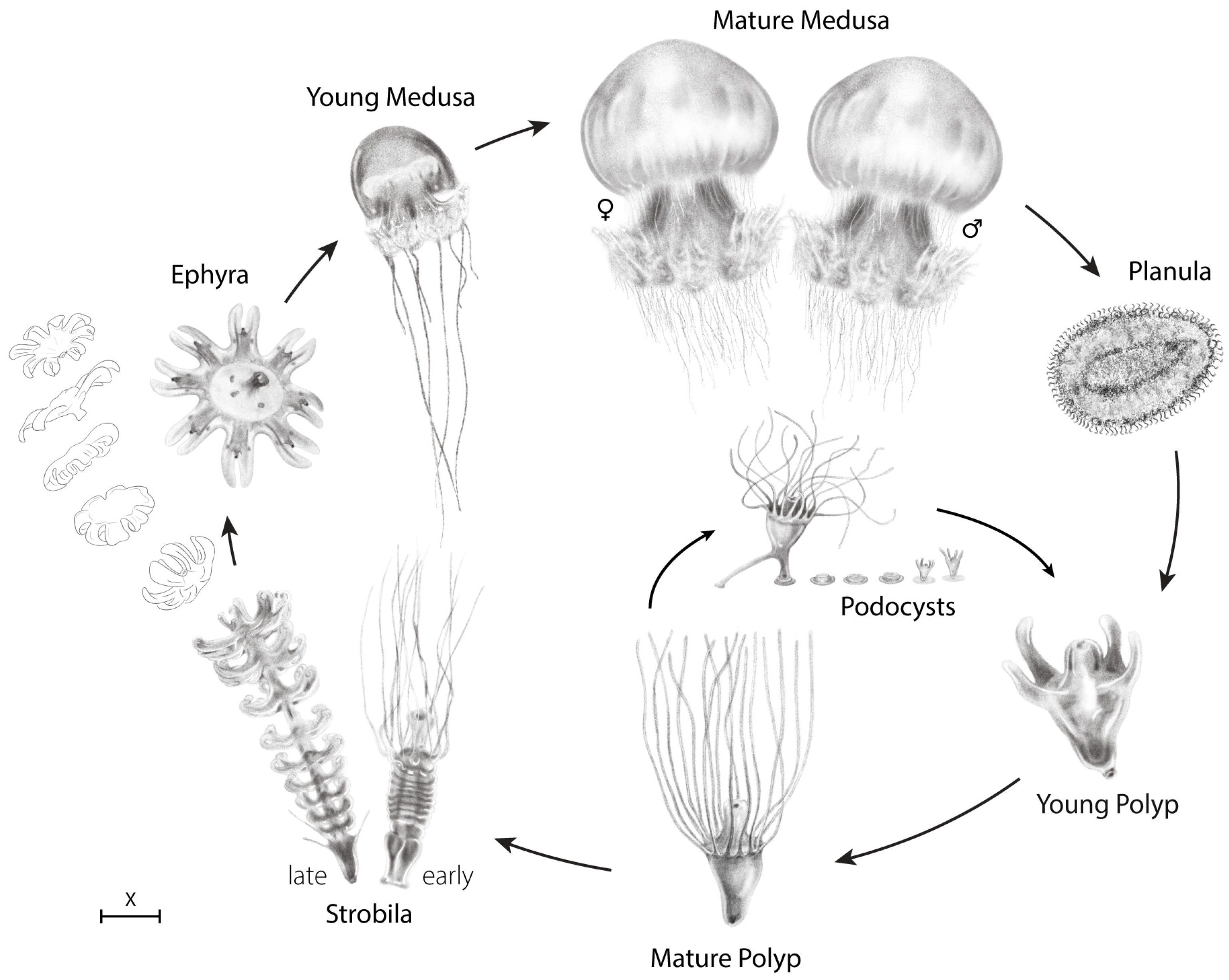 Diversity 18 00094 g004 Diversity 18 00094 g004