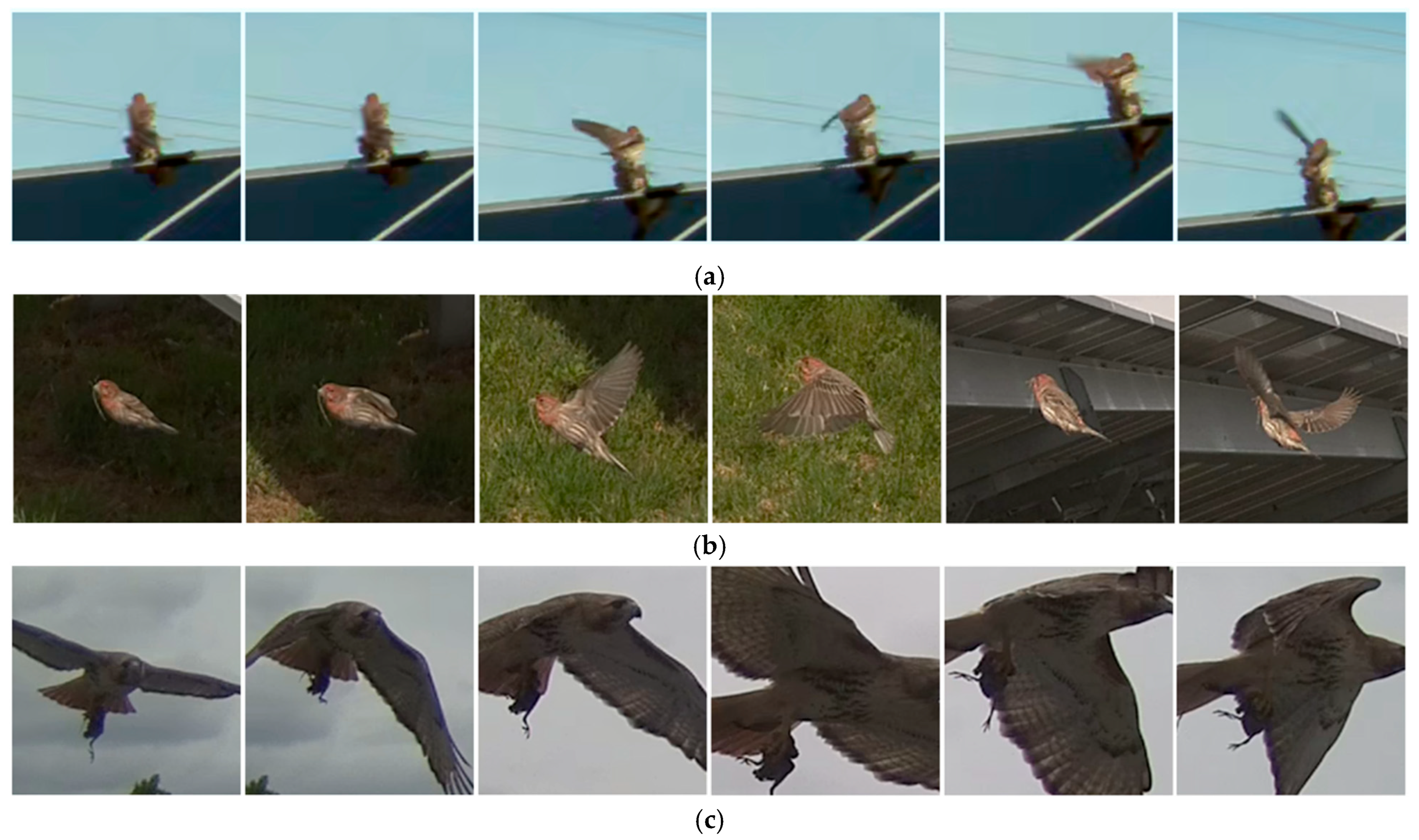 Diversity 18 00095 g006a Diversity 18 00095 g006a