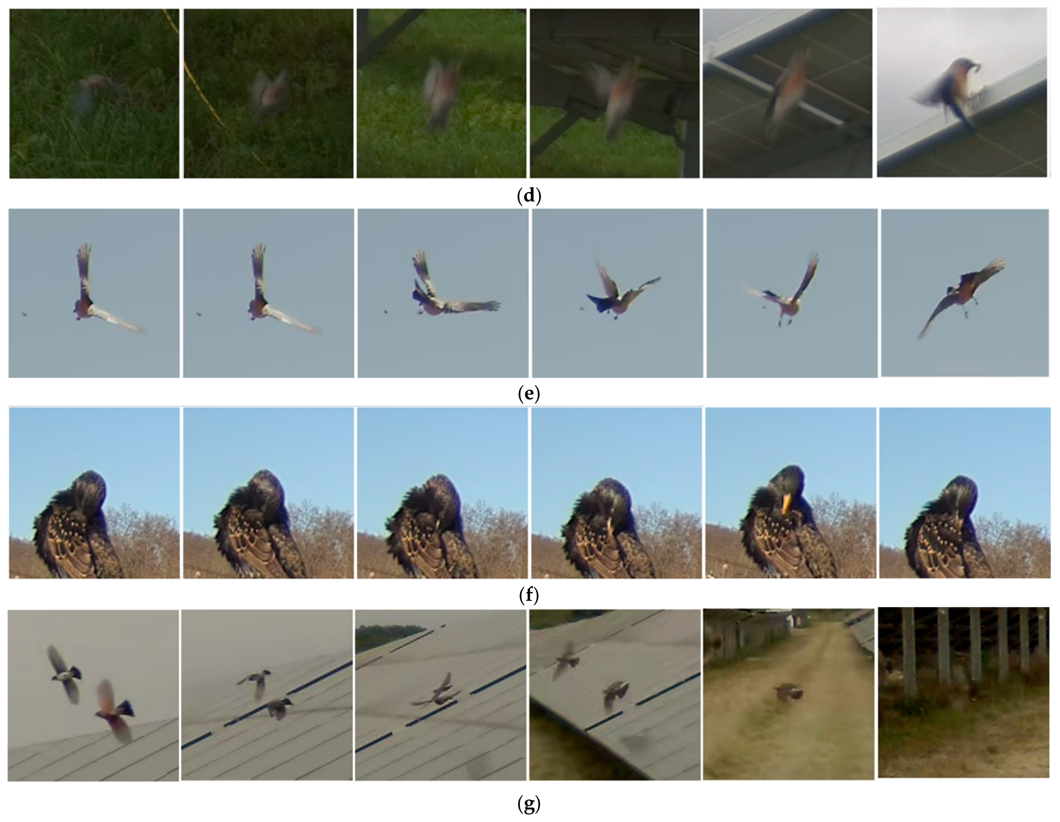 Diversity 18 00095 g006b Diversity 18 00095 g006b