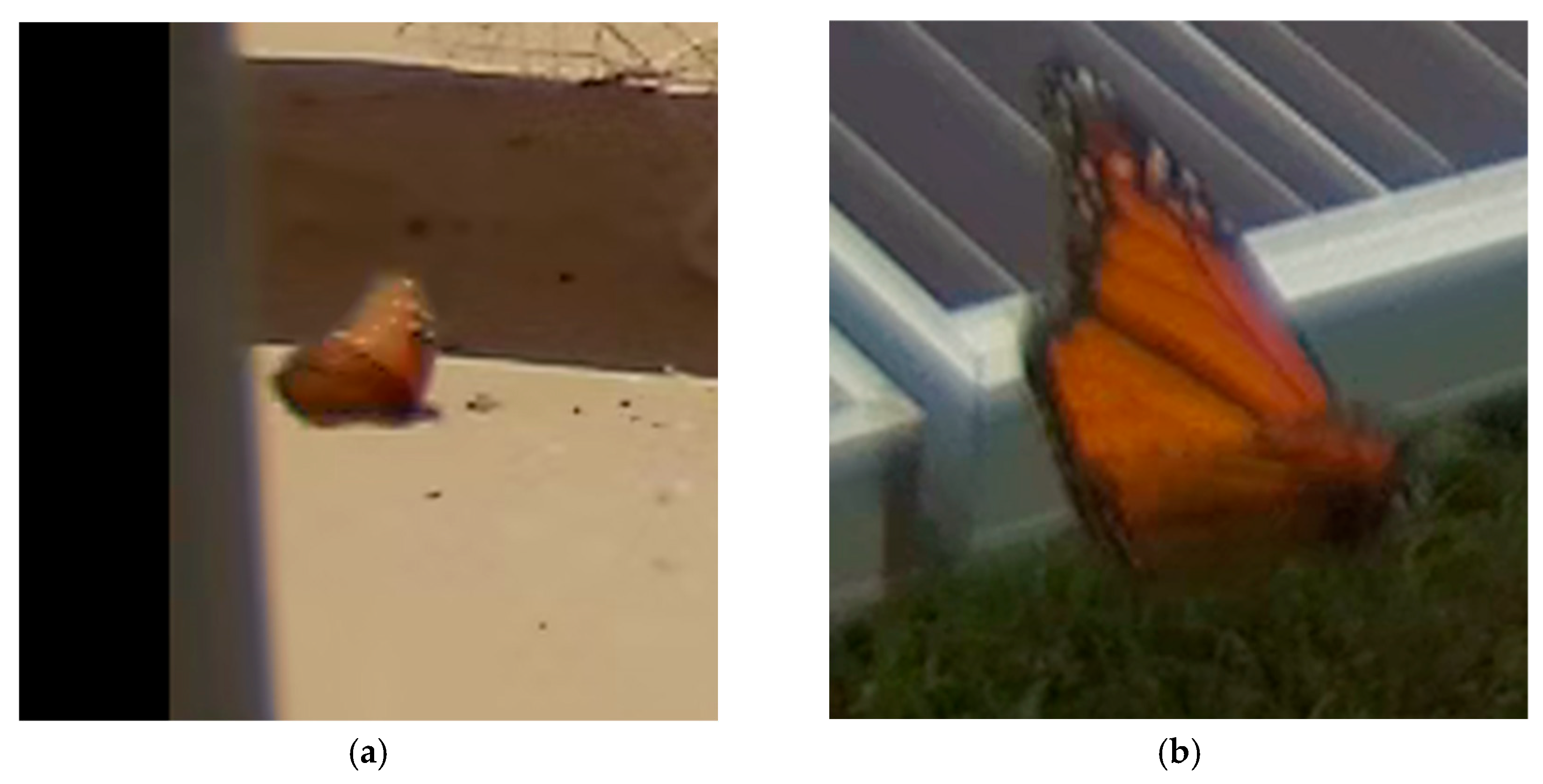 Diversity 18 00095 g007a Diversity 18 00095 g007a