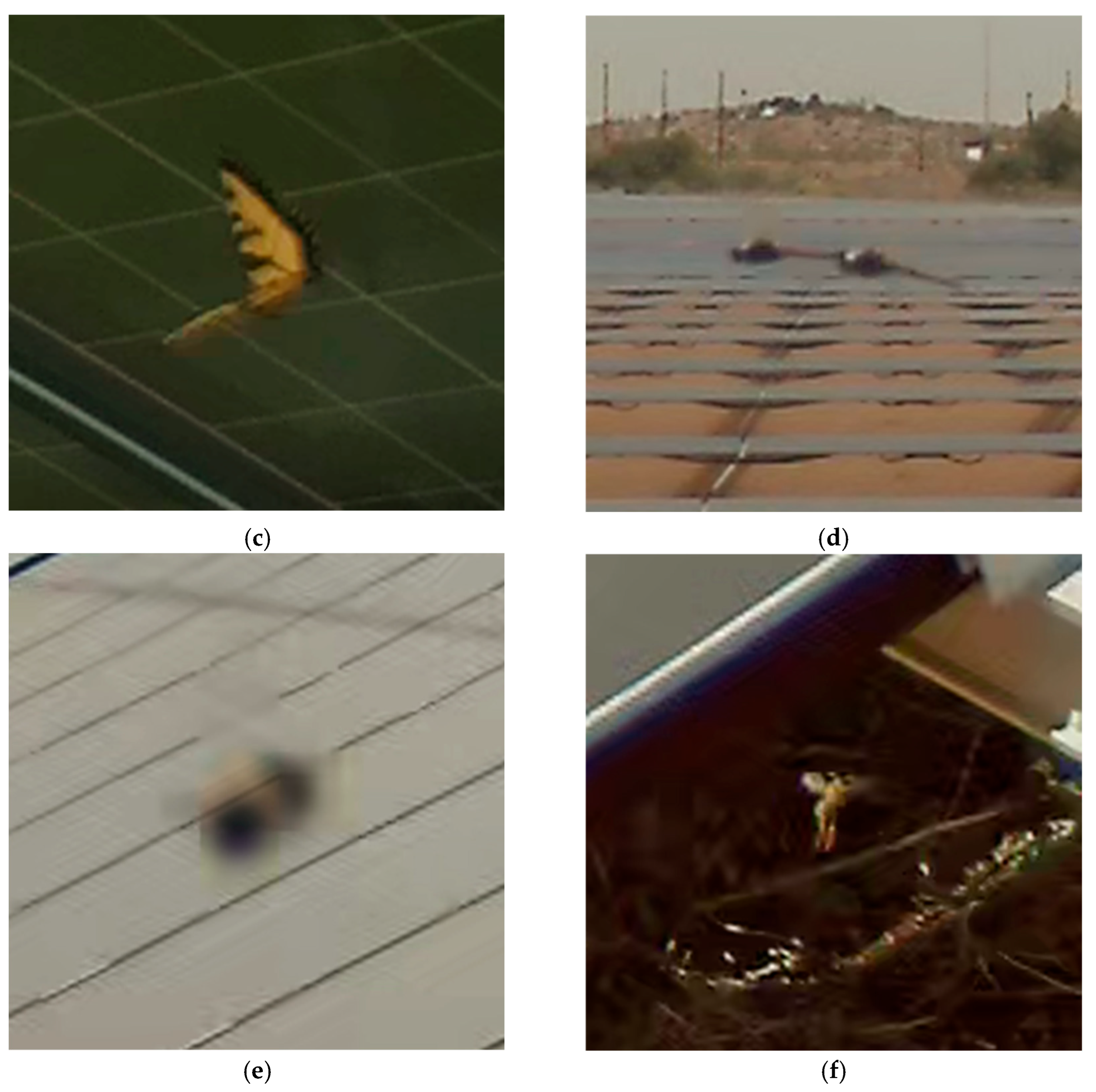 Diversity 18 00095 g007b Diversity 18 00095 g007b