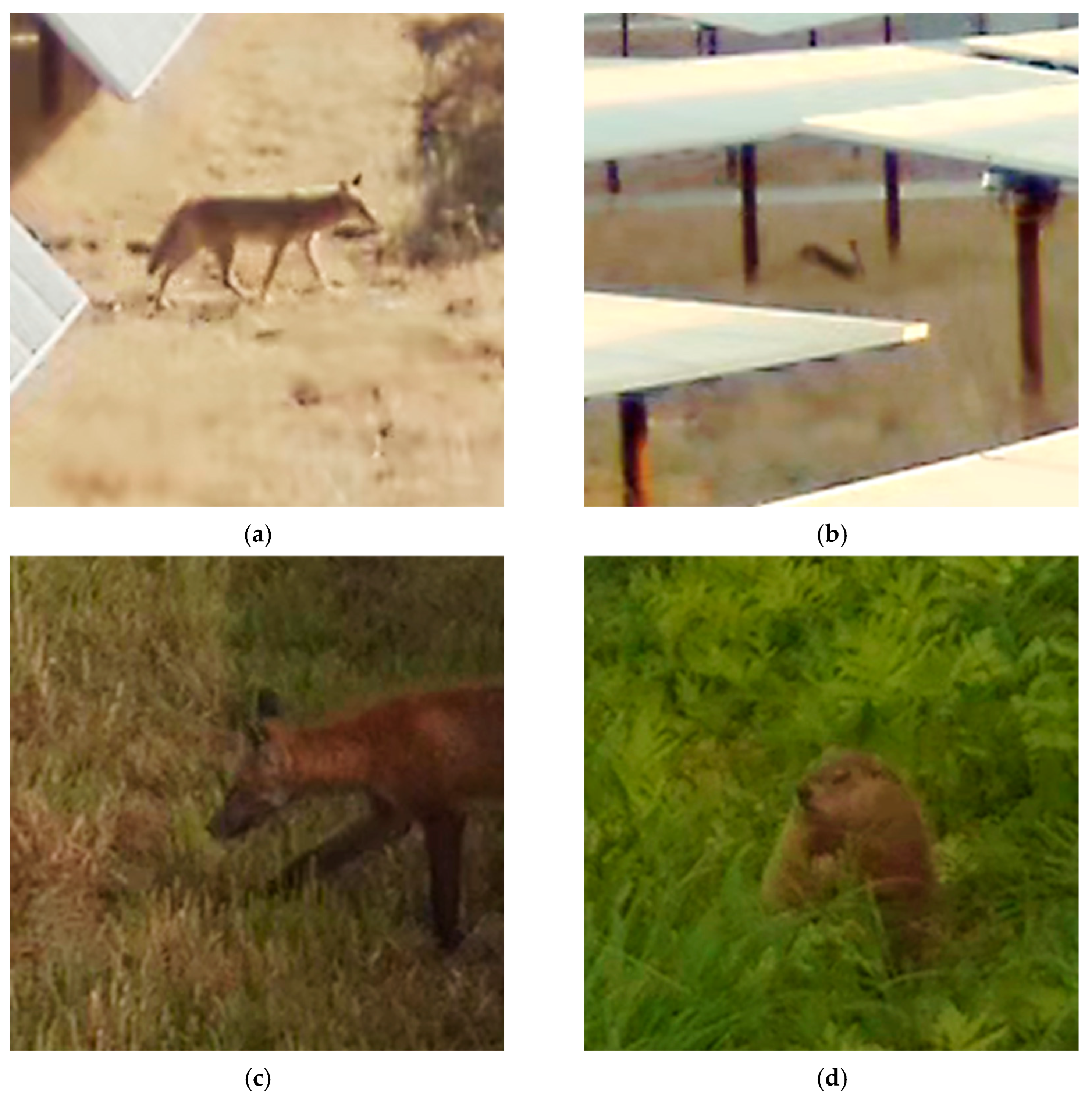 Diversity 18 00095 g008a Diversity 18 00095 g008a