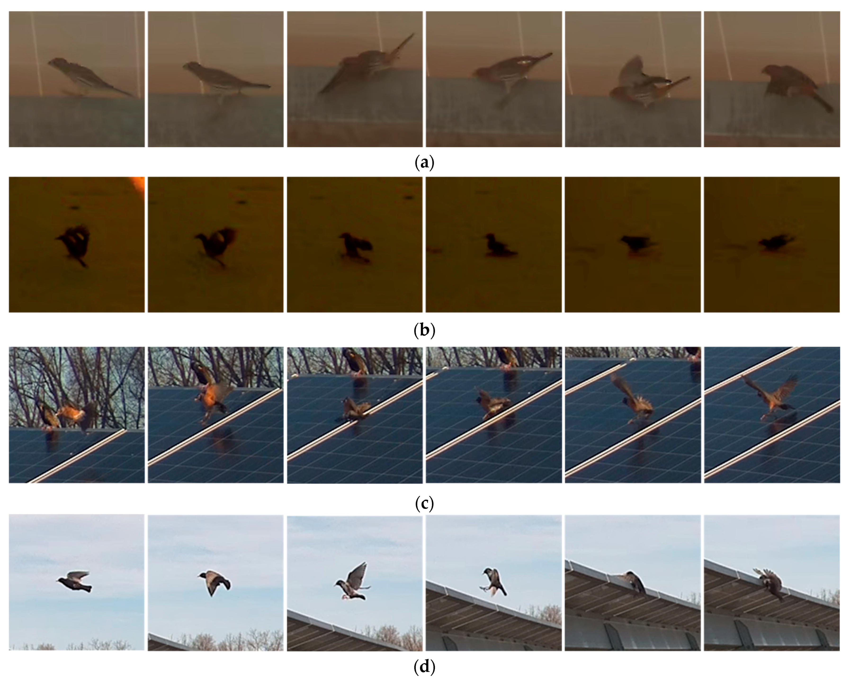 Diversity 18 00095 g0a2 Diversity 18 00095 g0a2