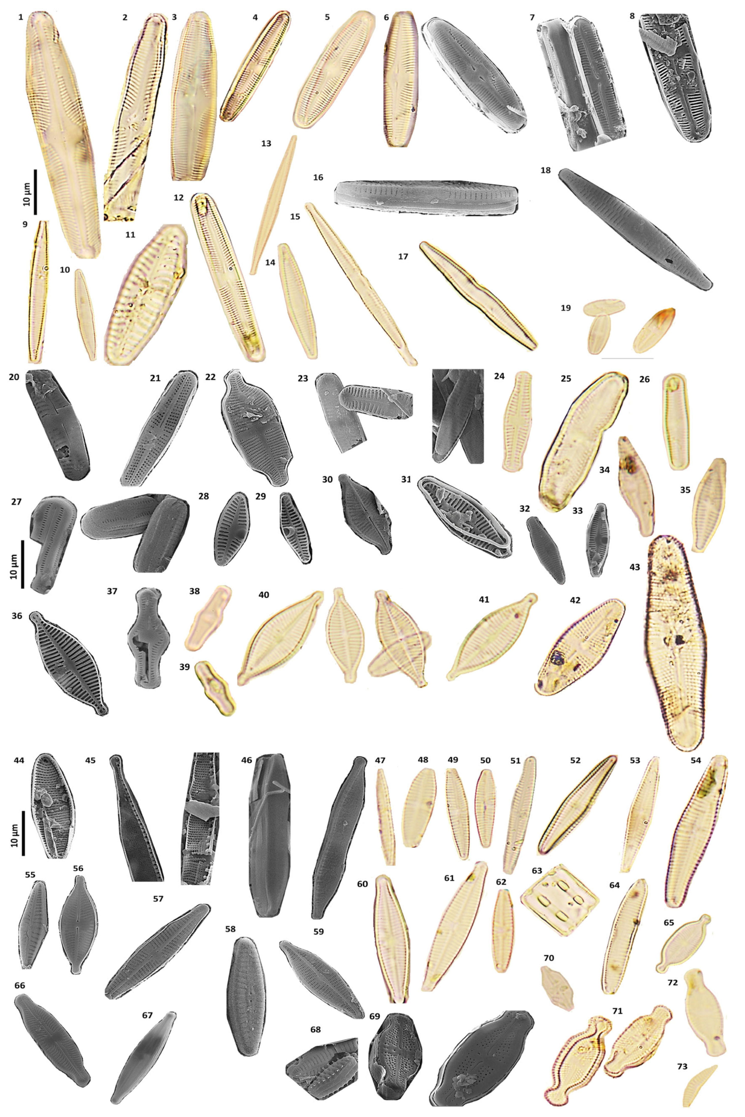 Diversity 18 00114 g004a
