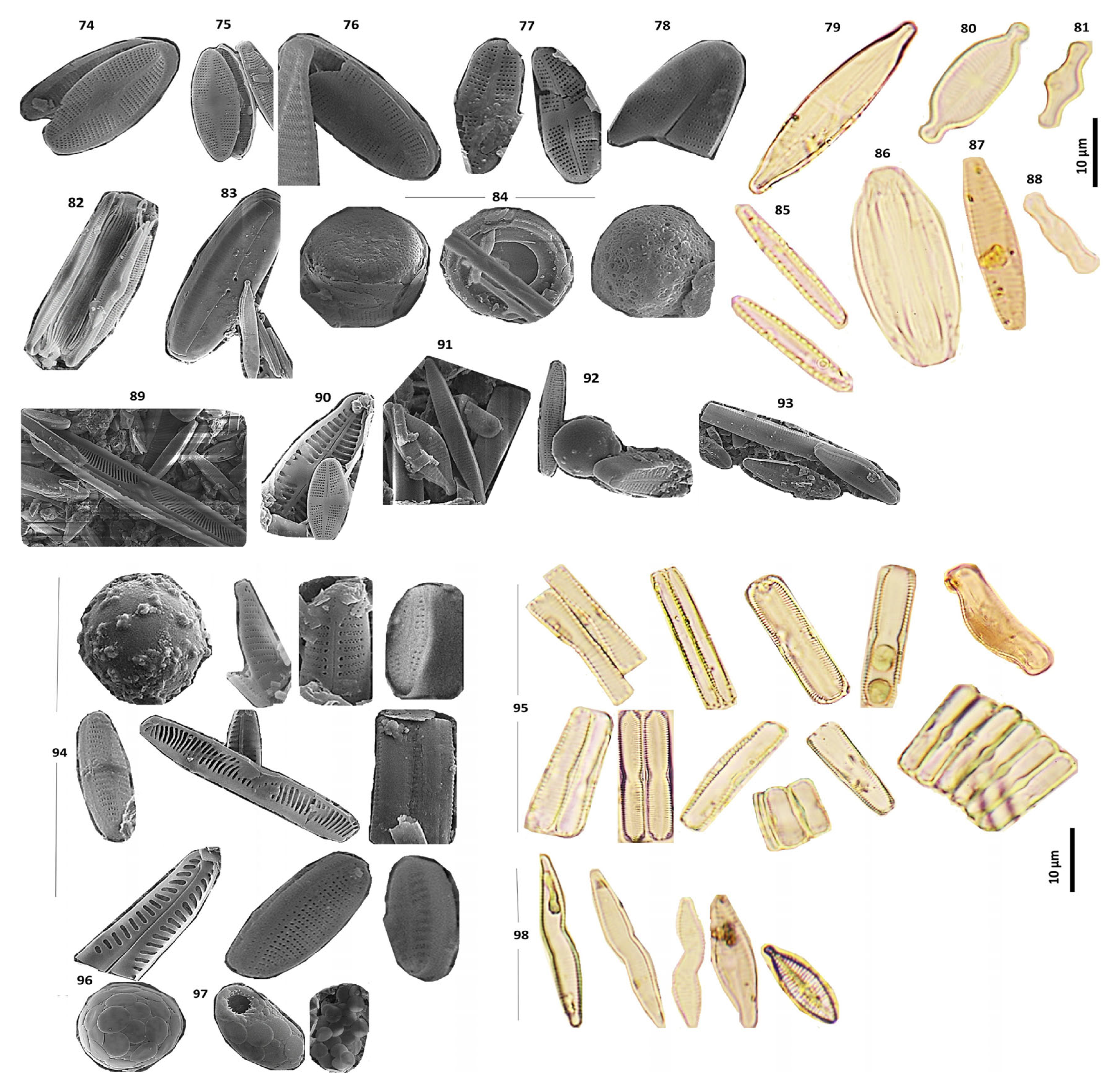 Diversity 18 00114 g004b