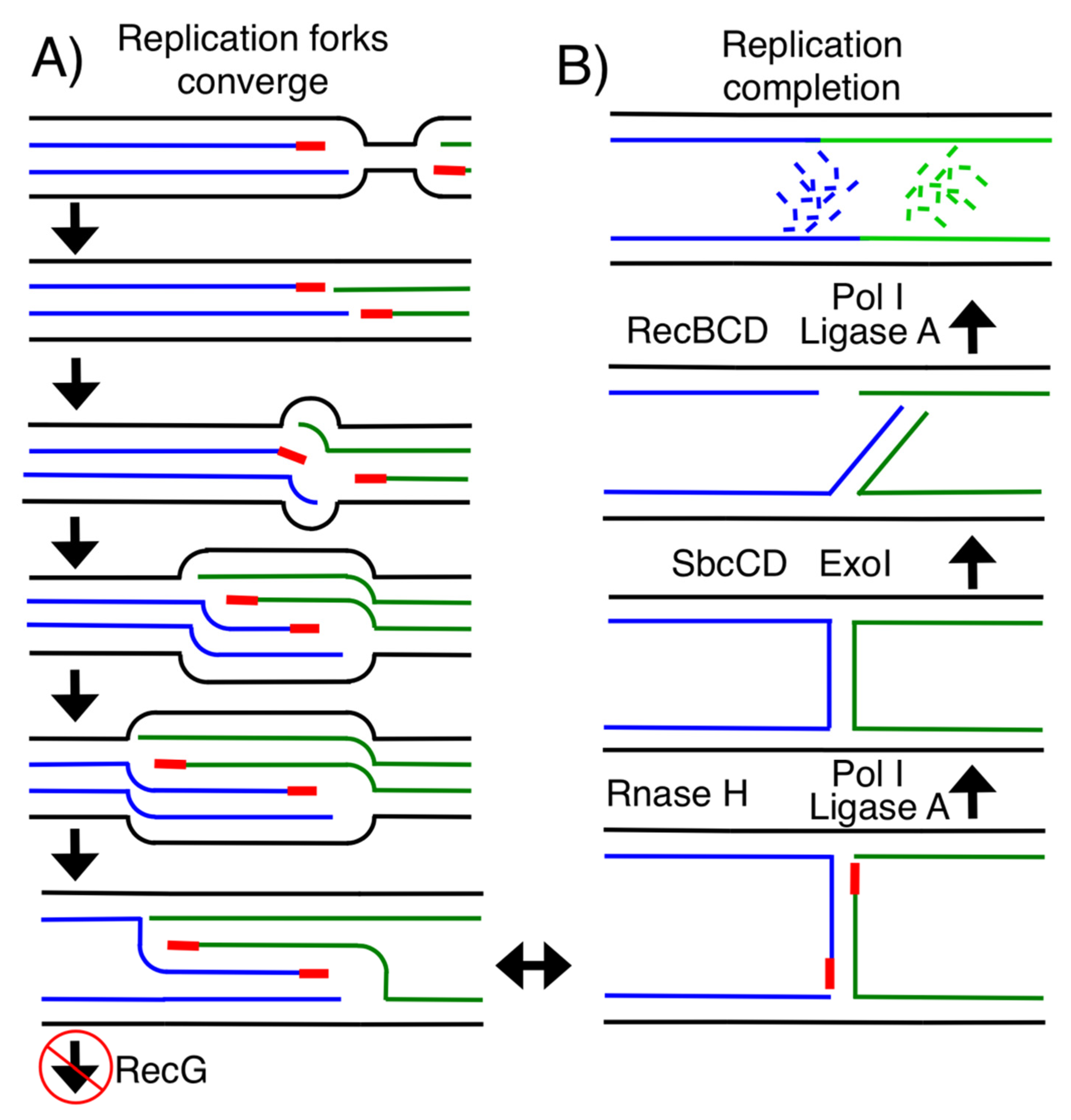 Dna 01 00003 g004 Dna 01 00003 g004
