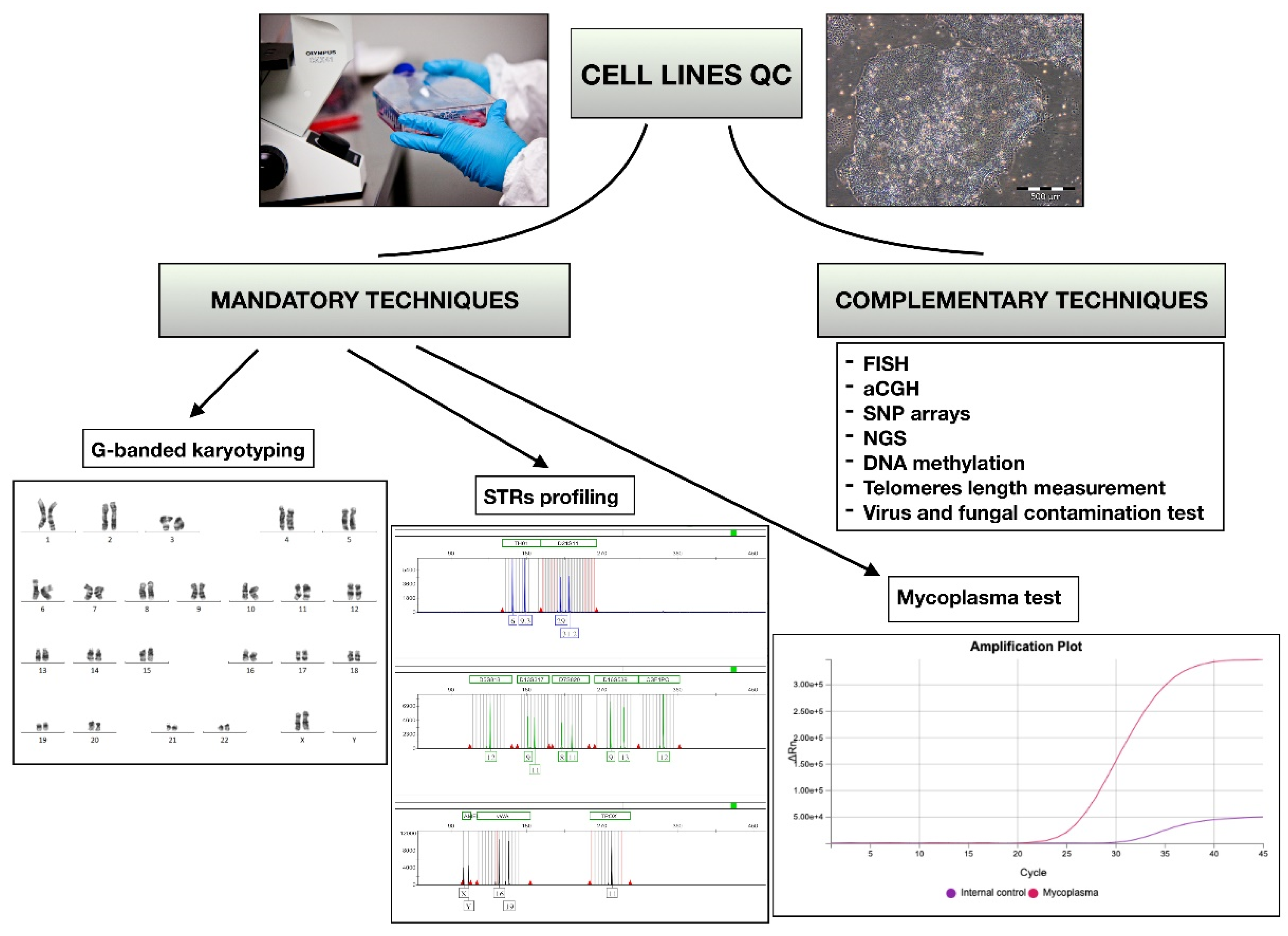 Dna 02 00004 g001 Dna 02 00004 g001