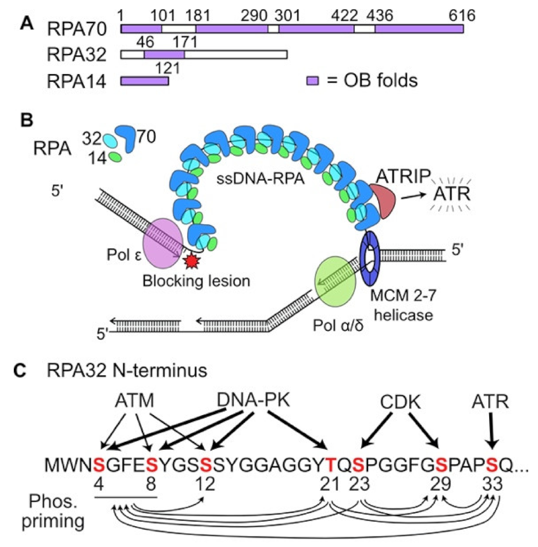 Dna 02 00006 g001 Dna 02 00006 g001