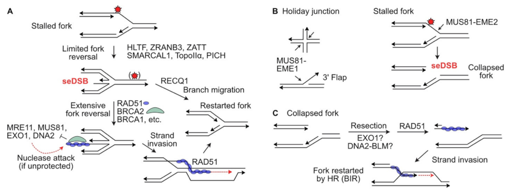 Dna 02 00006 g002 Dna 02 00006 g002