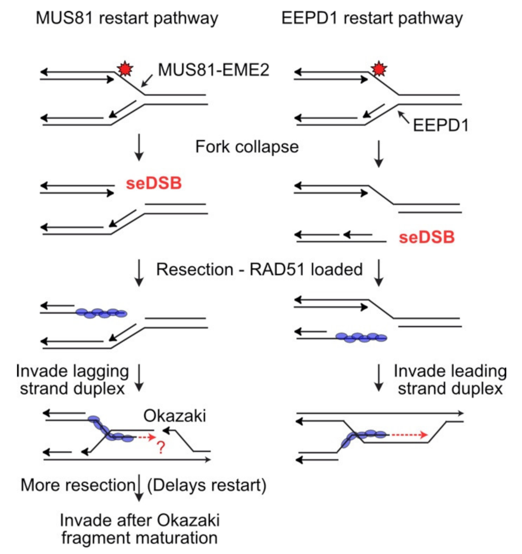 Dna 02 00006 g003 Dna 02 00006 g003