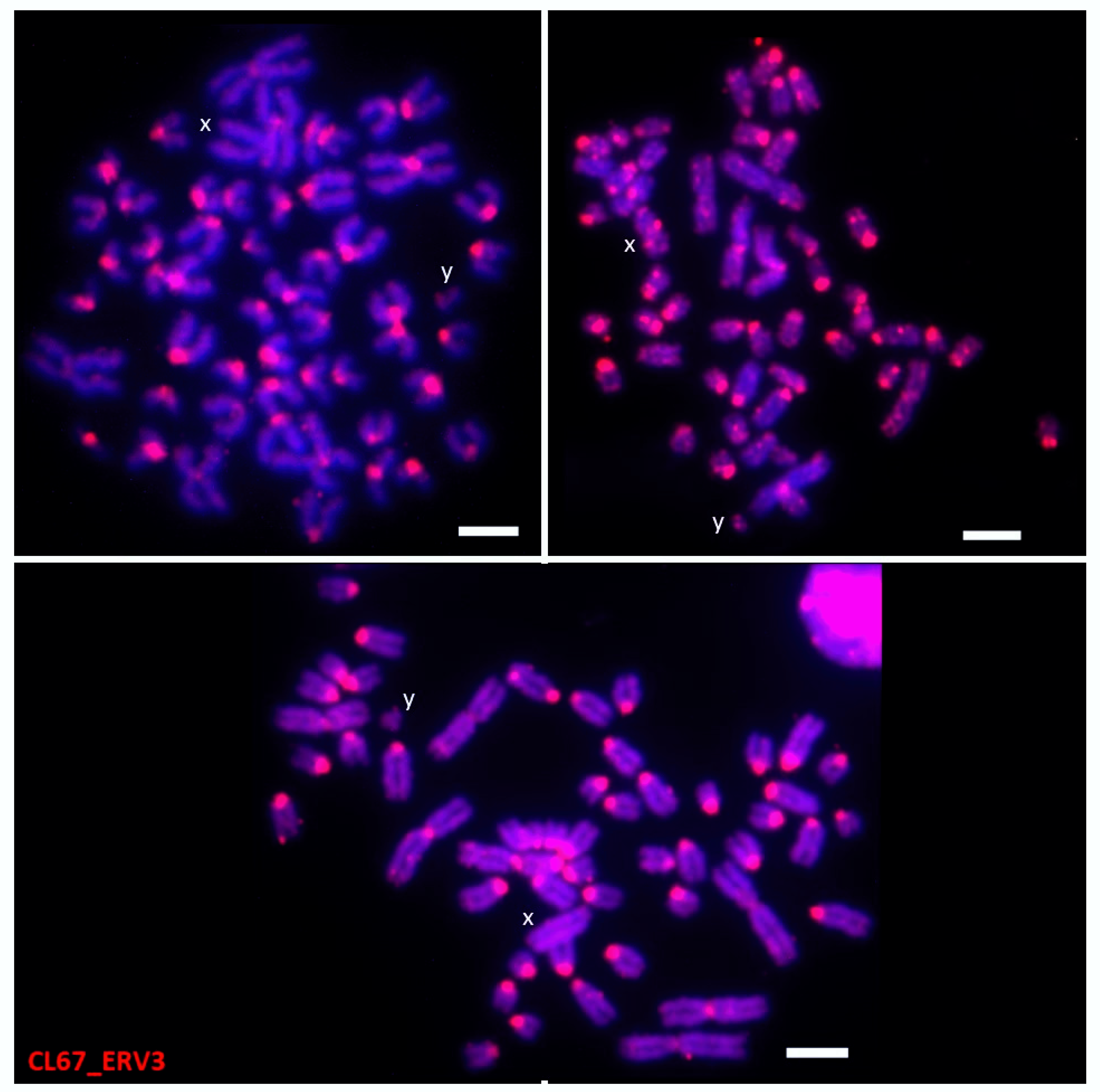 Dna 02 00007 g004 550