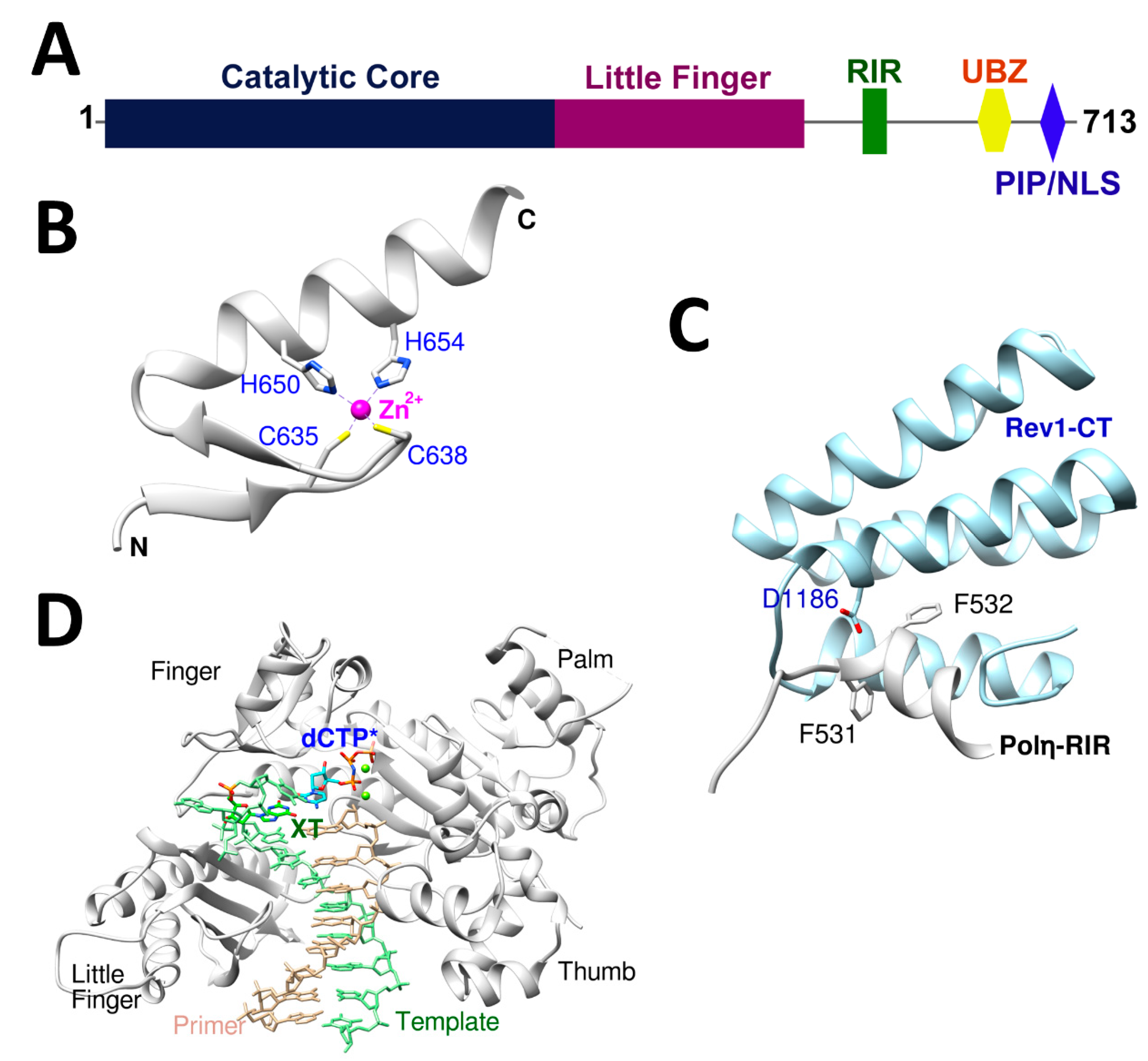Dna 02 00015 g001 Dna 02 00015 g001