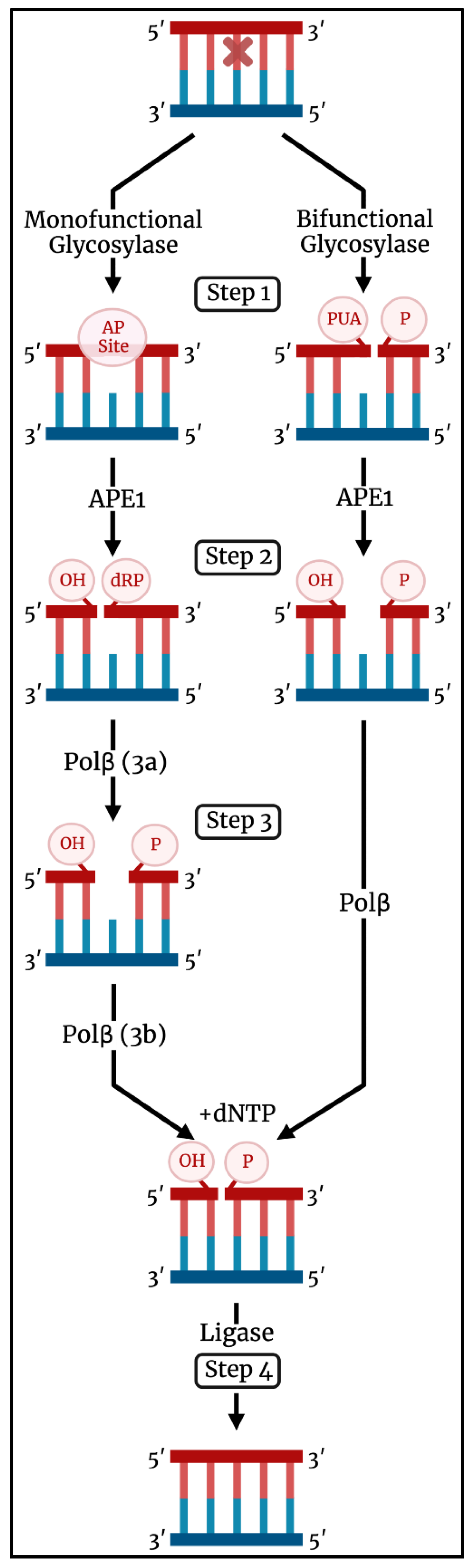 Zol8yck Leak: The Domino Effect