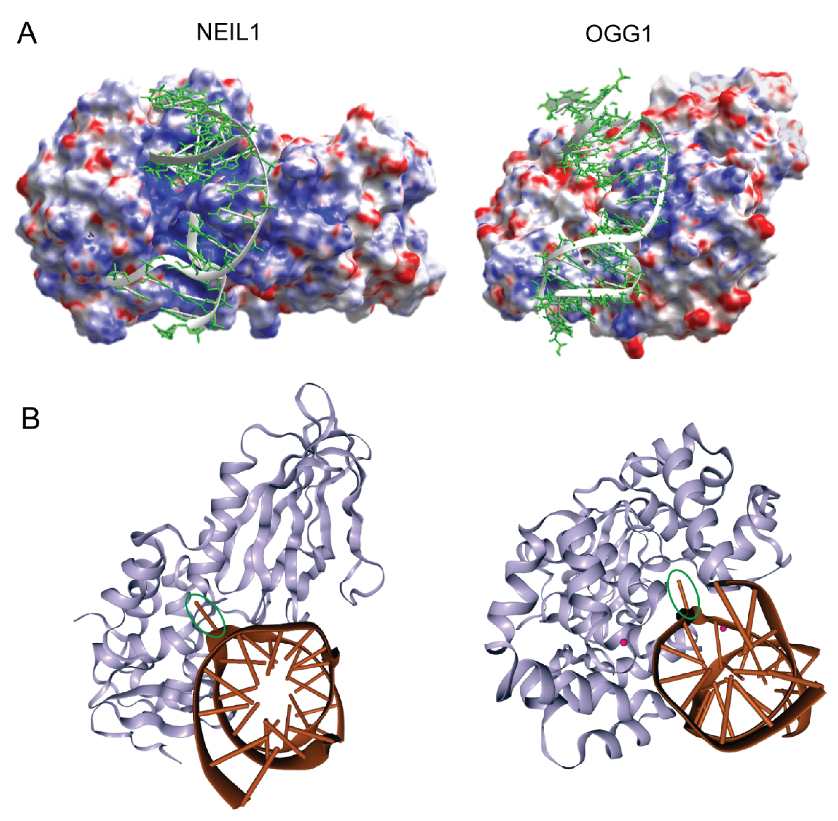 Dna 02 00020 g001 Dna 02 00020 g001