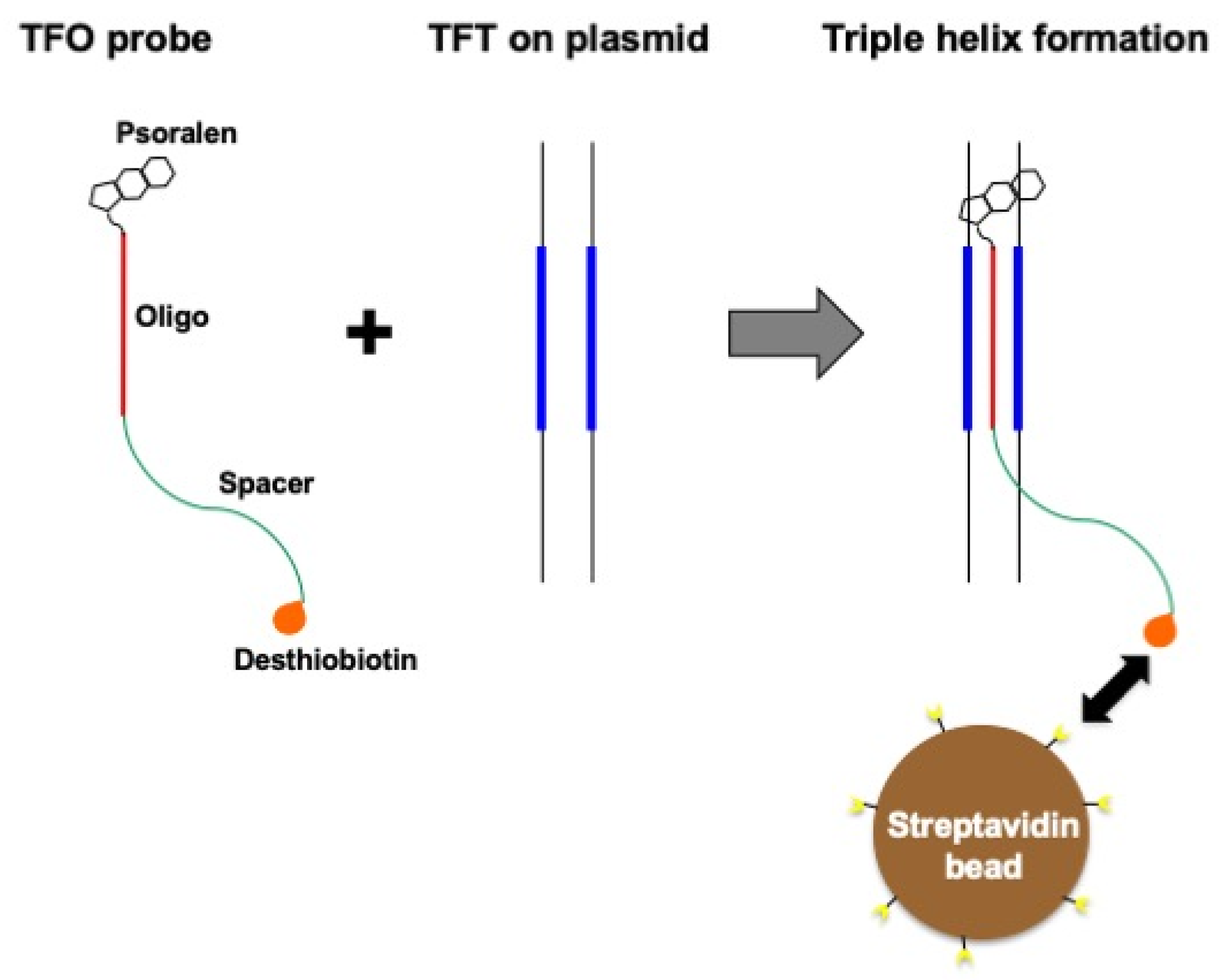 Dna 03 00009 g001 Dna 03 00009 g001