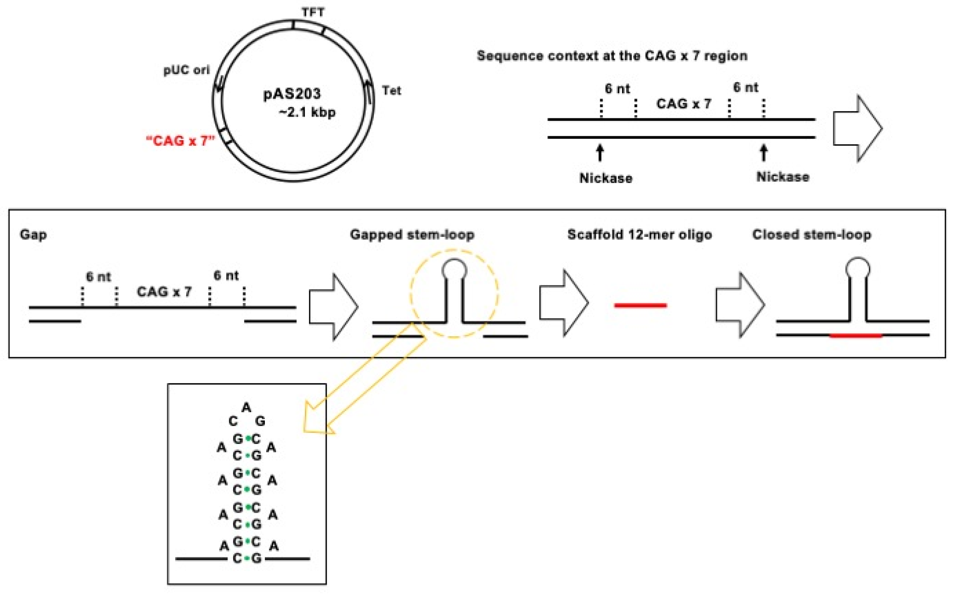 Dna 03 00009 g002 Dna 03 00009 g002